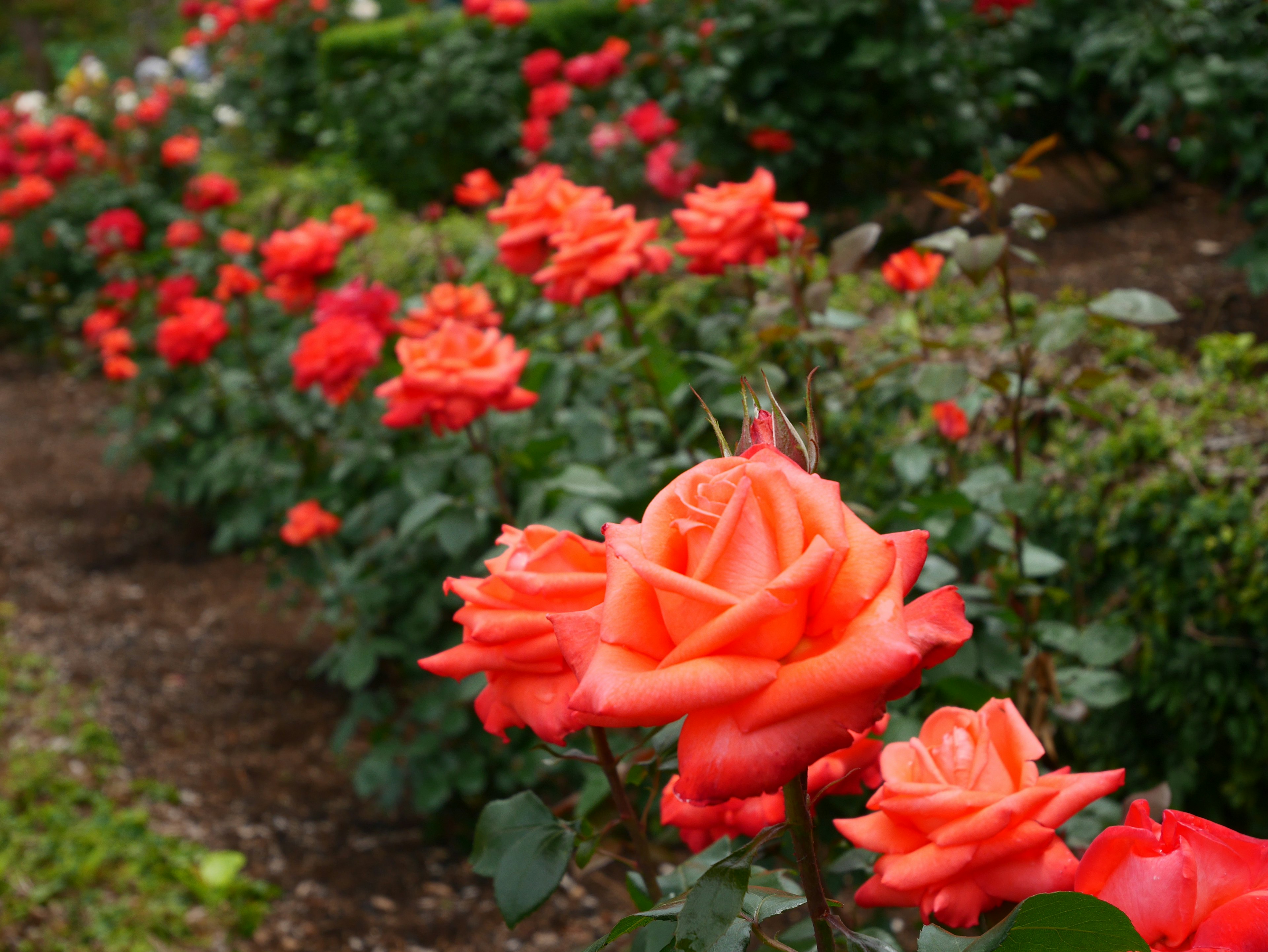 Vibrant orange roses blooming in a garden