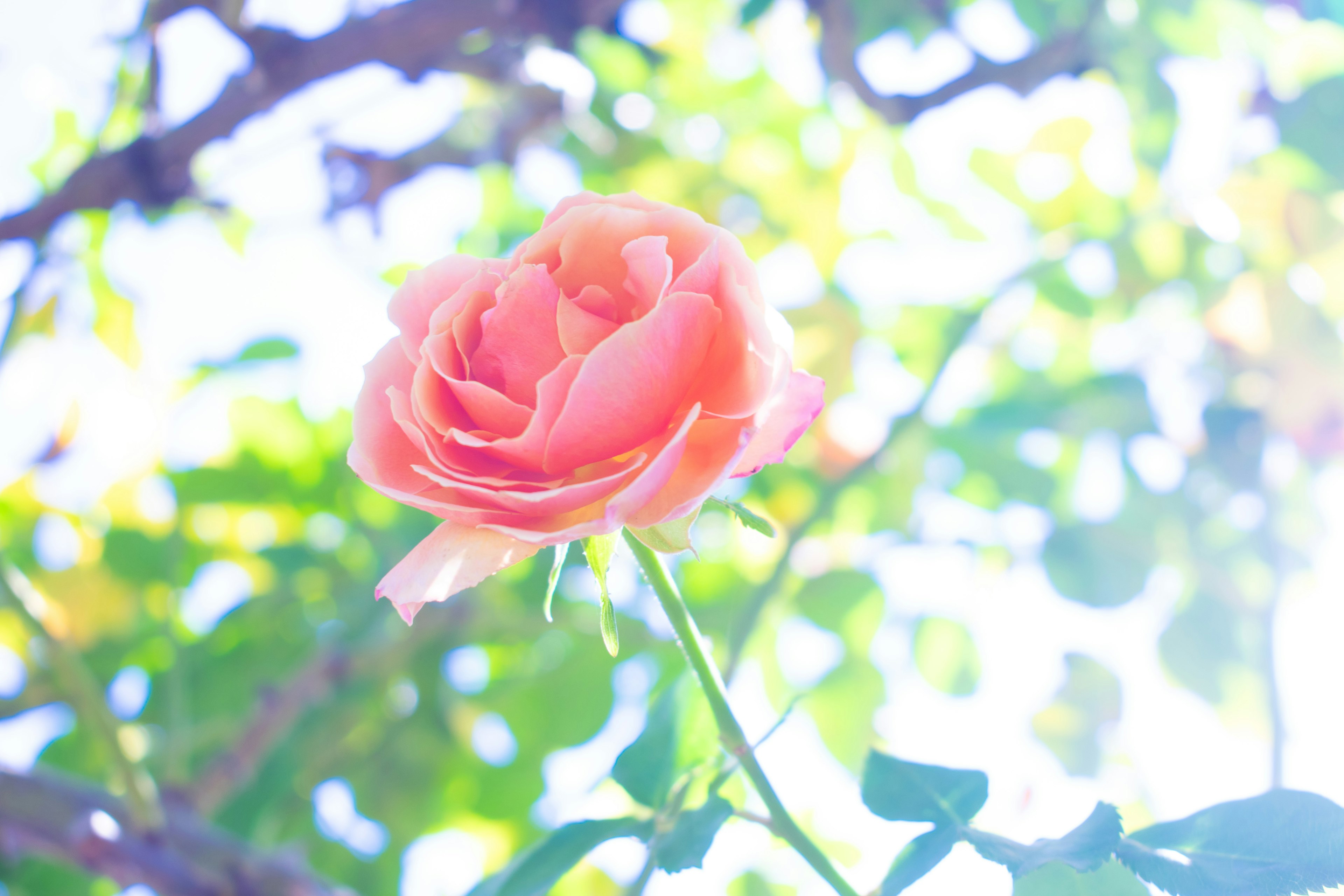 Eine lebendige rosa Rose blüht unter einem hellen Himmel