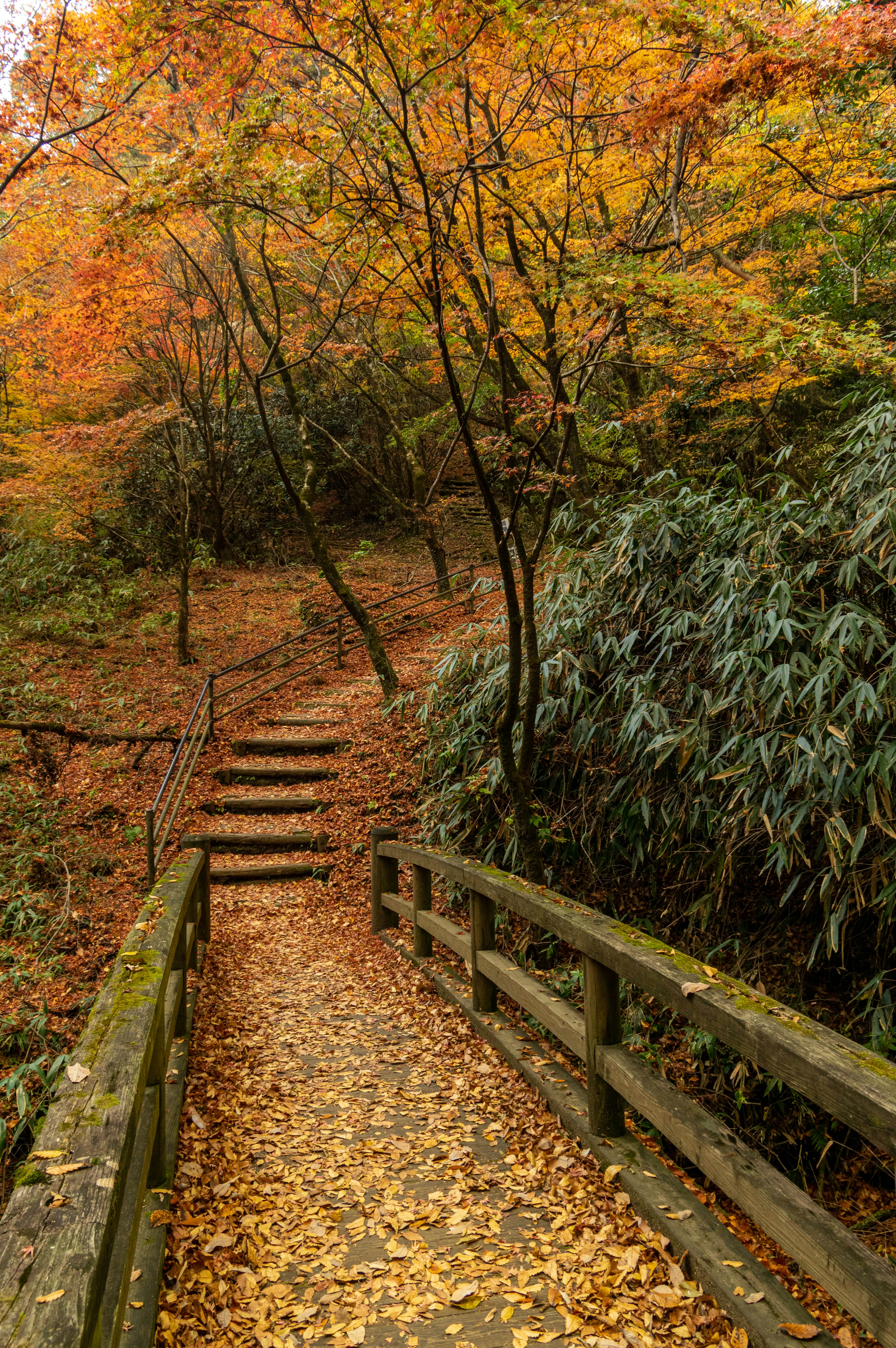 Holzbrücke und Stufen entlang eines Weges umgeben von herbstlichem Laub