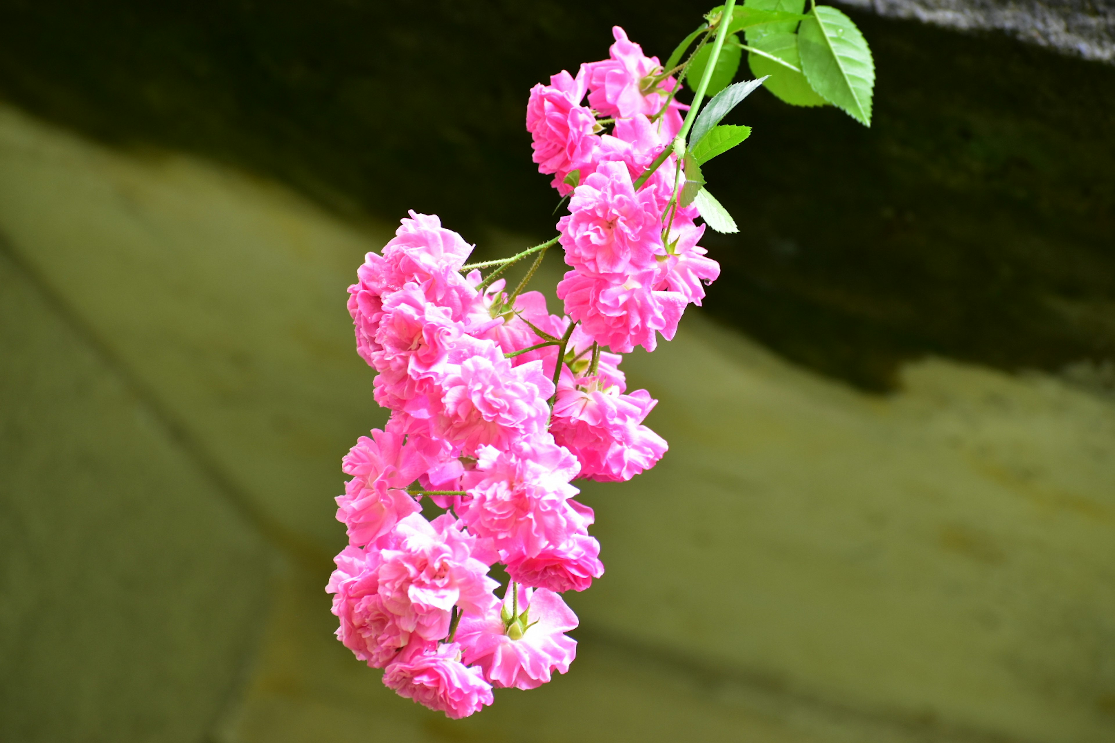 Flores rosas vibrantes colgando sobre el agua