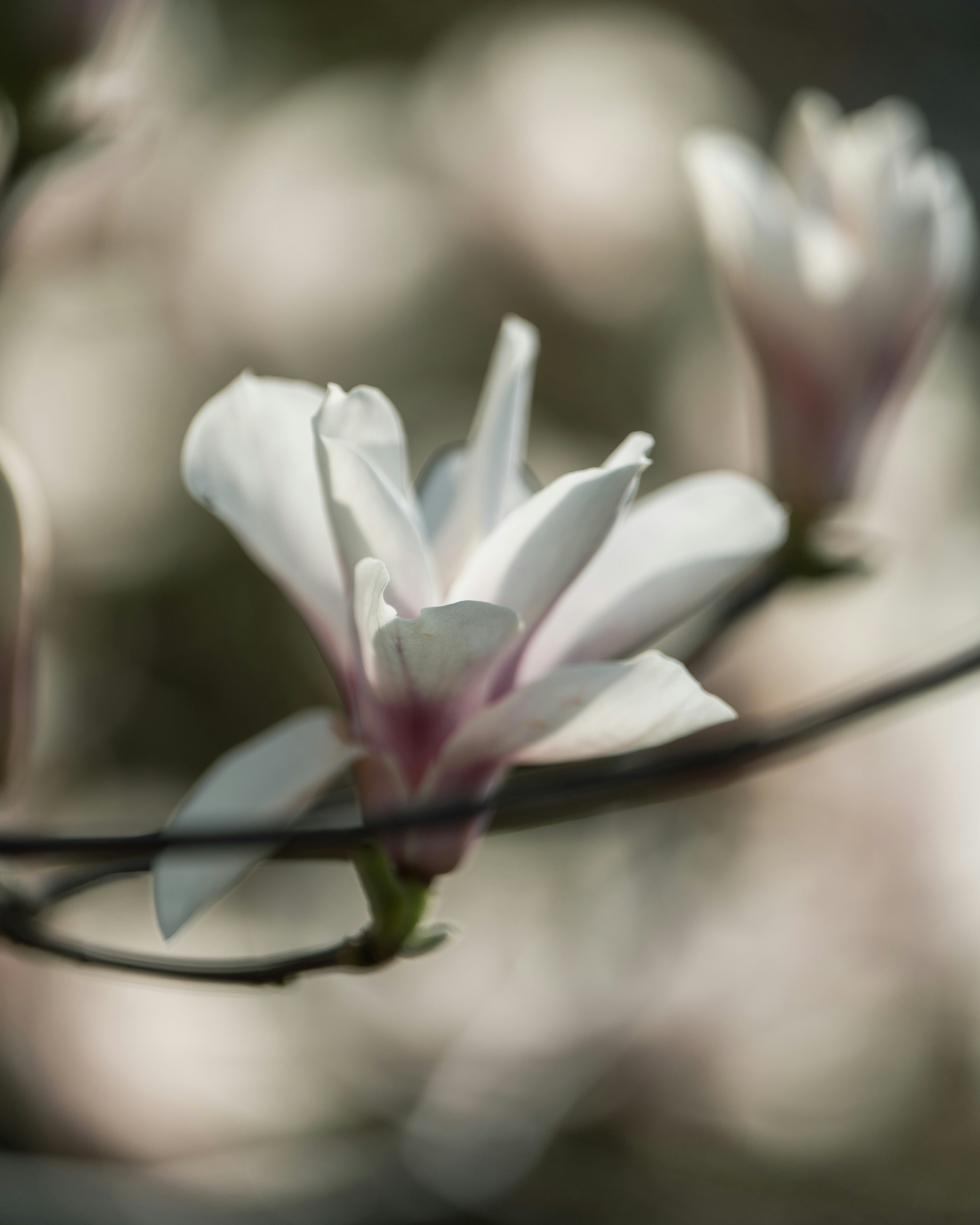 白い花と淡いピンクの中心が特徴のマグノリアの花