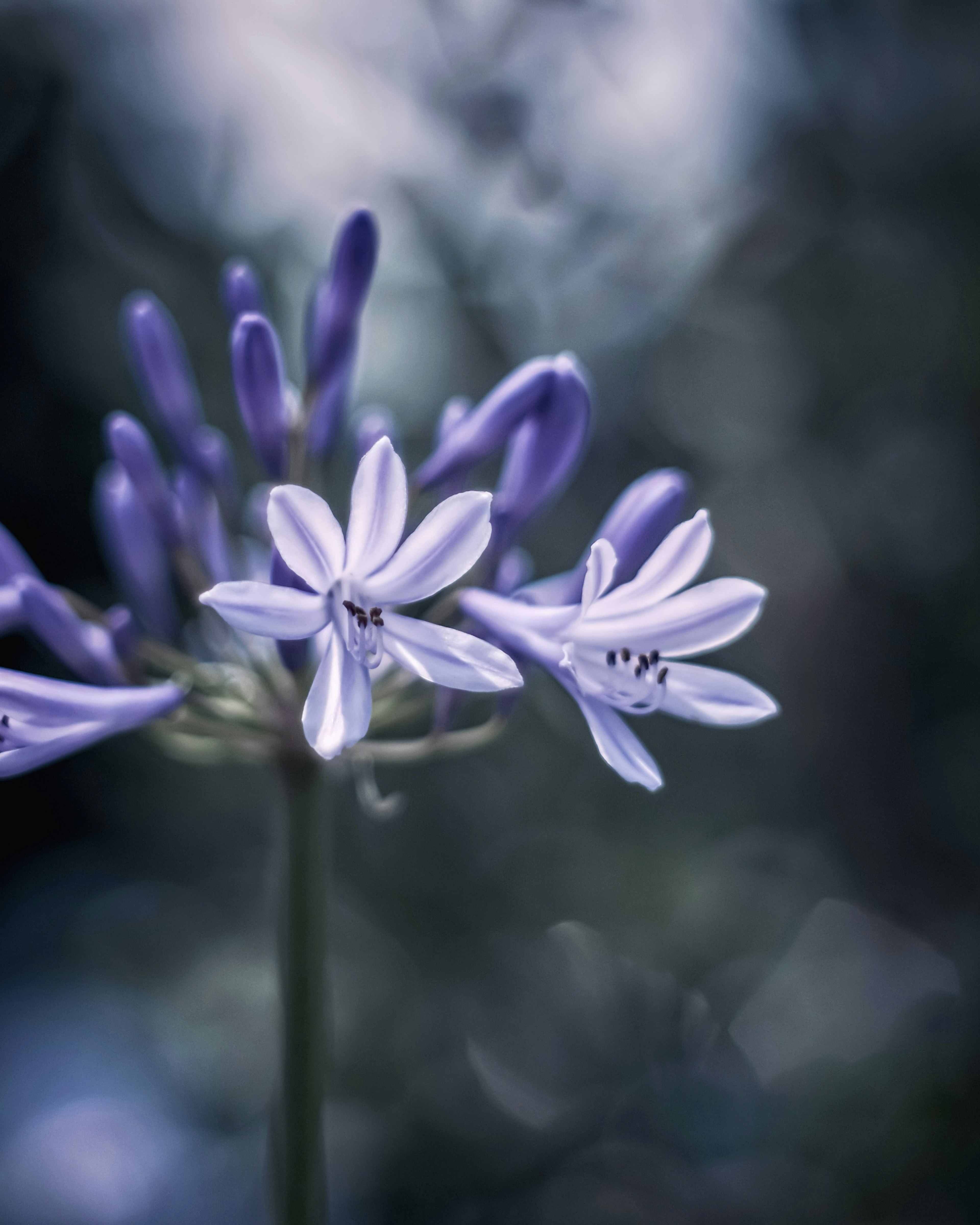 Nahaufnahme von lila Blumen mit weißen Blütenblättern vor einem sanften, verschwommenen Hintergrund