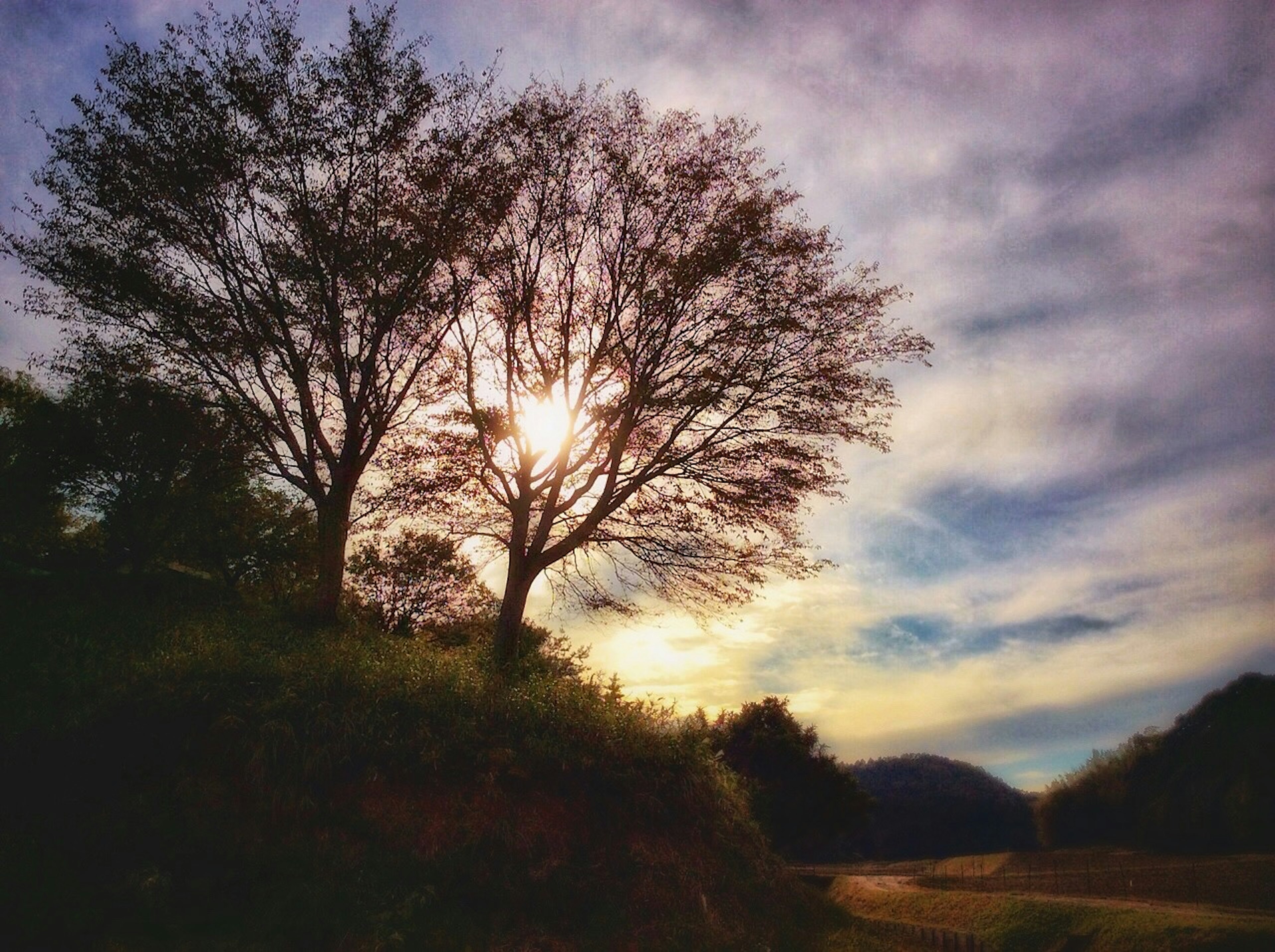 夕阳下的两棵树和多云的天空轮廓