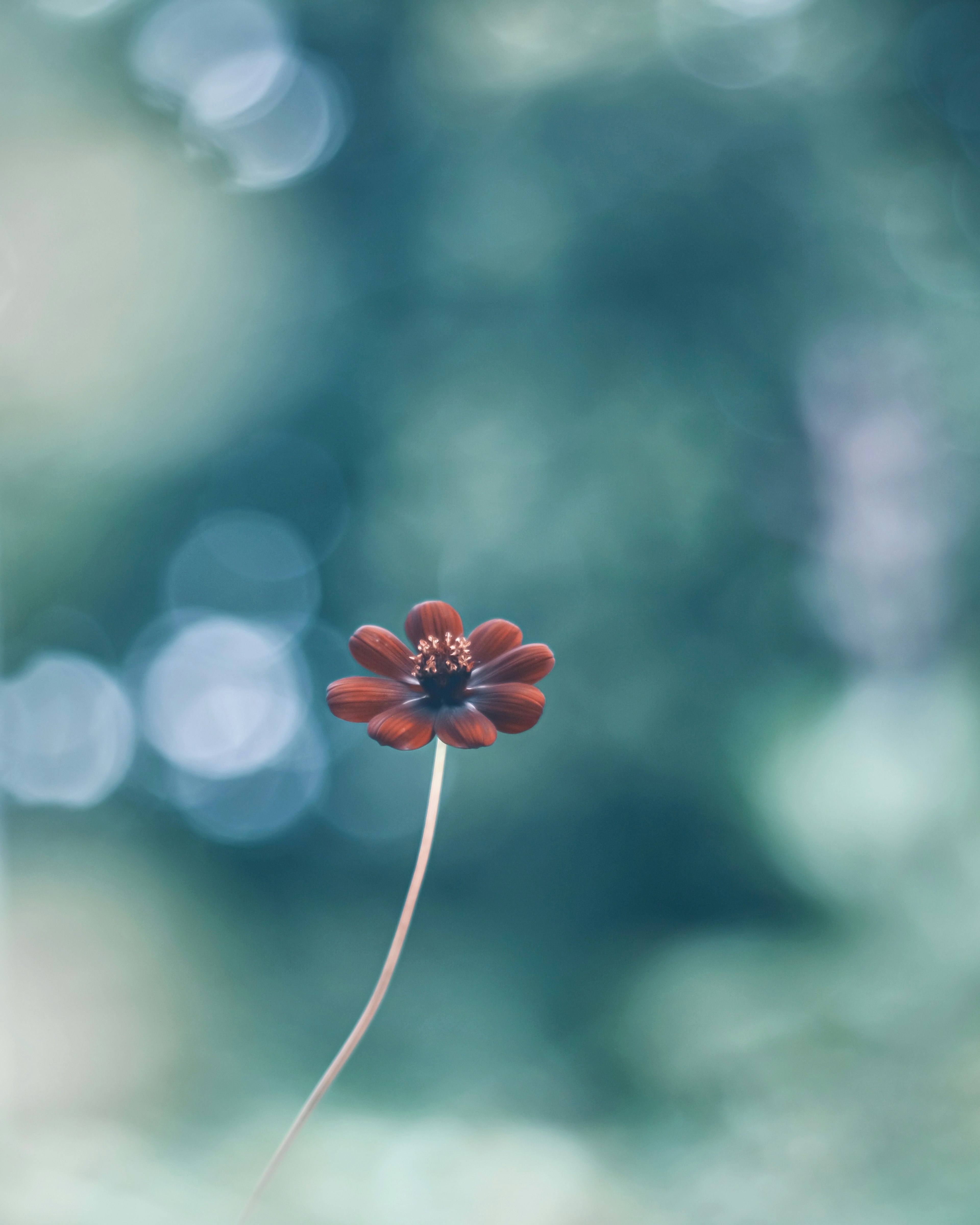 A vibrant red flower stands out against a soft blue background