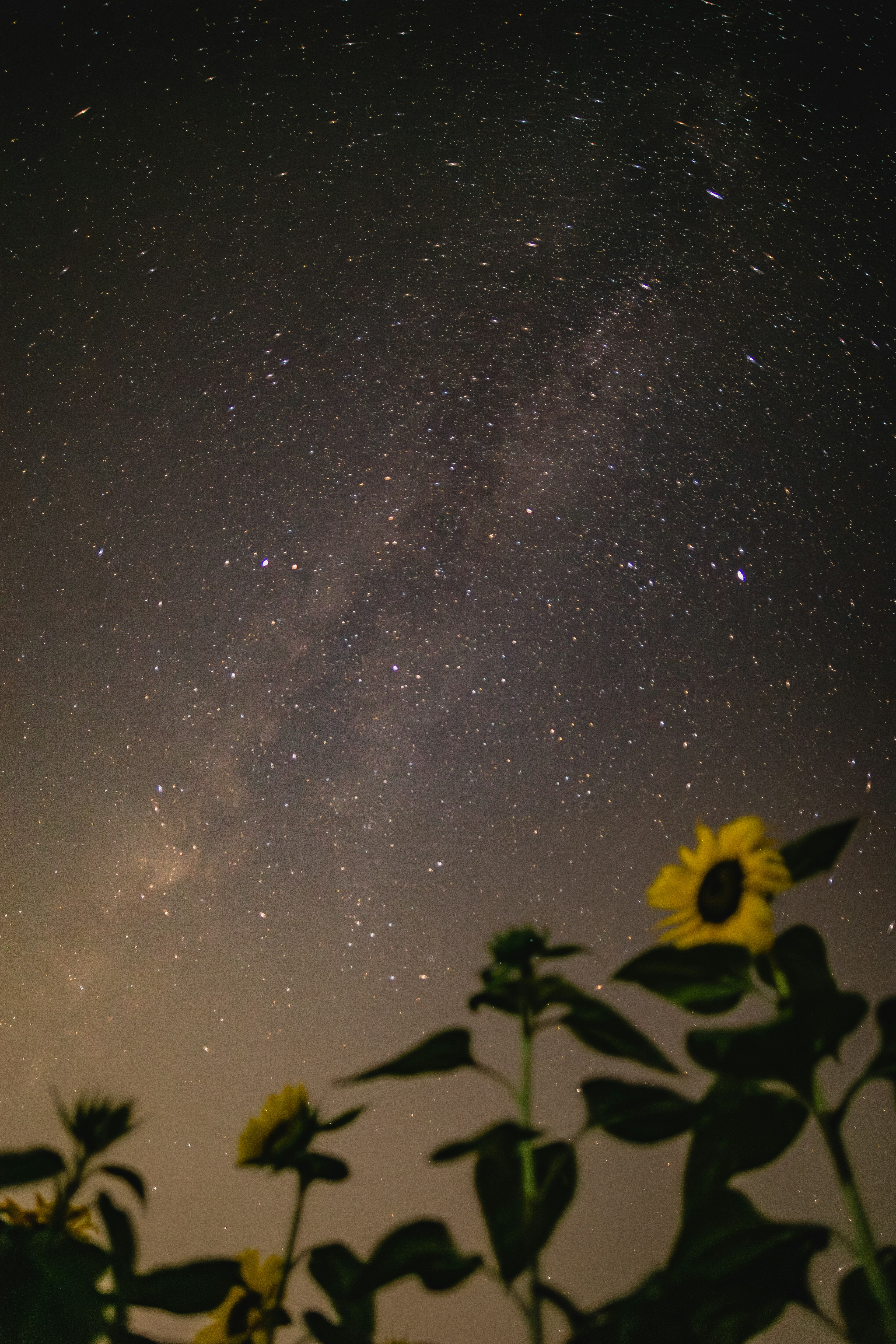 Hermoso paisaje con un cielo estrellado y siluetas de girasoles