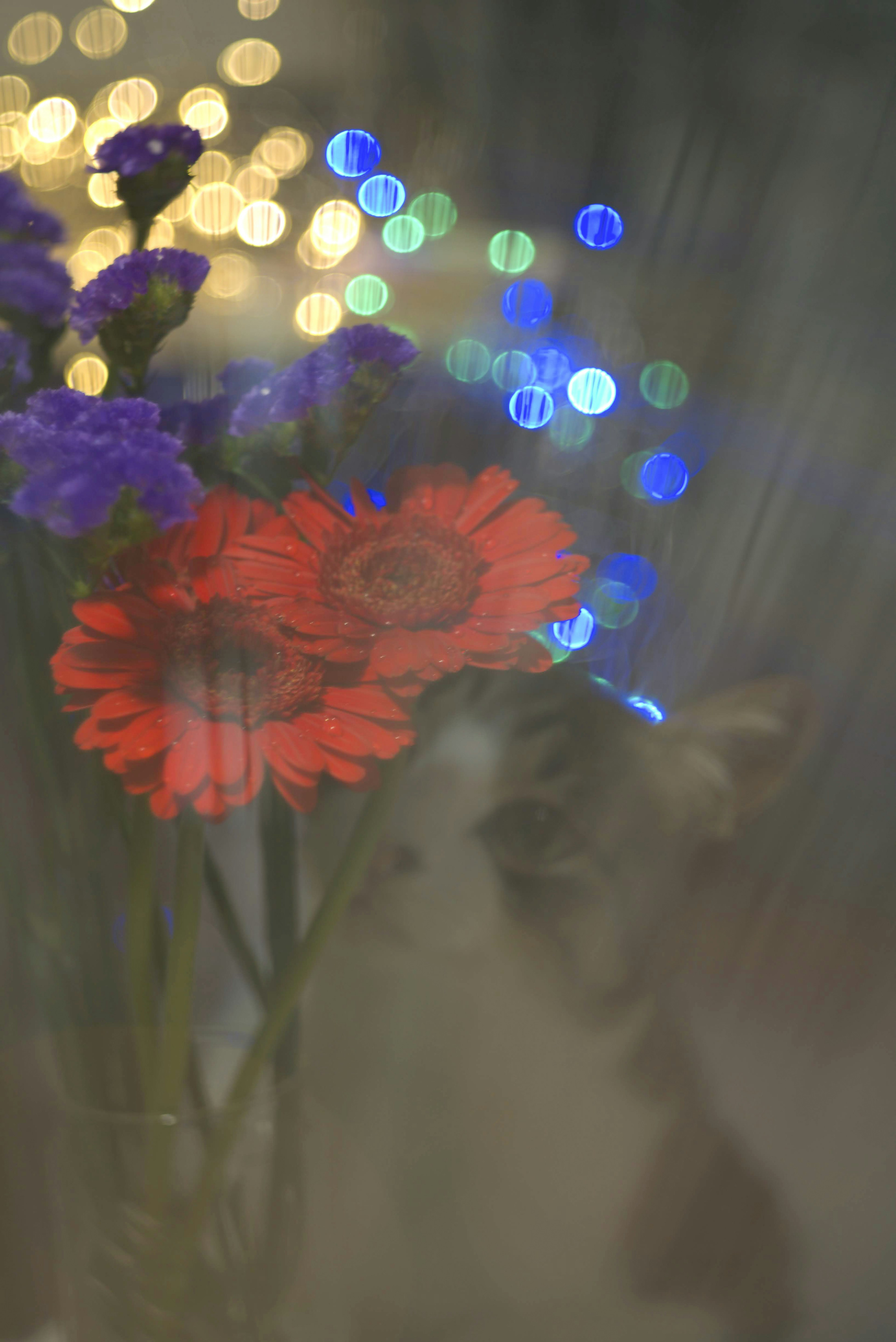 Un chat flou derrière des fleurs colorées avec des lumières en bokeh