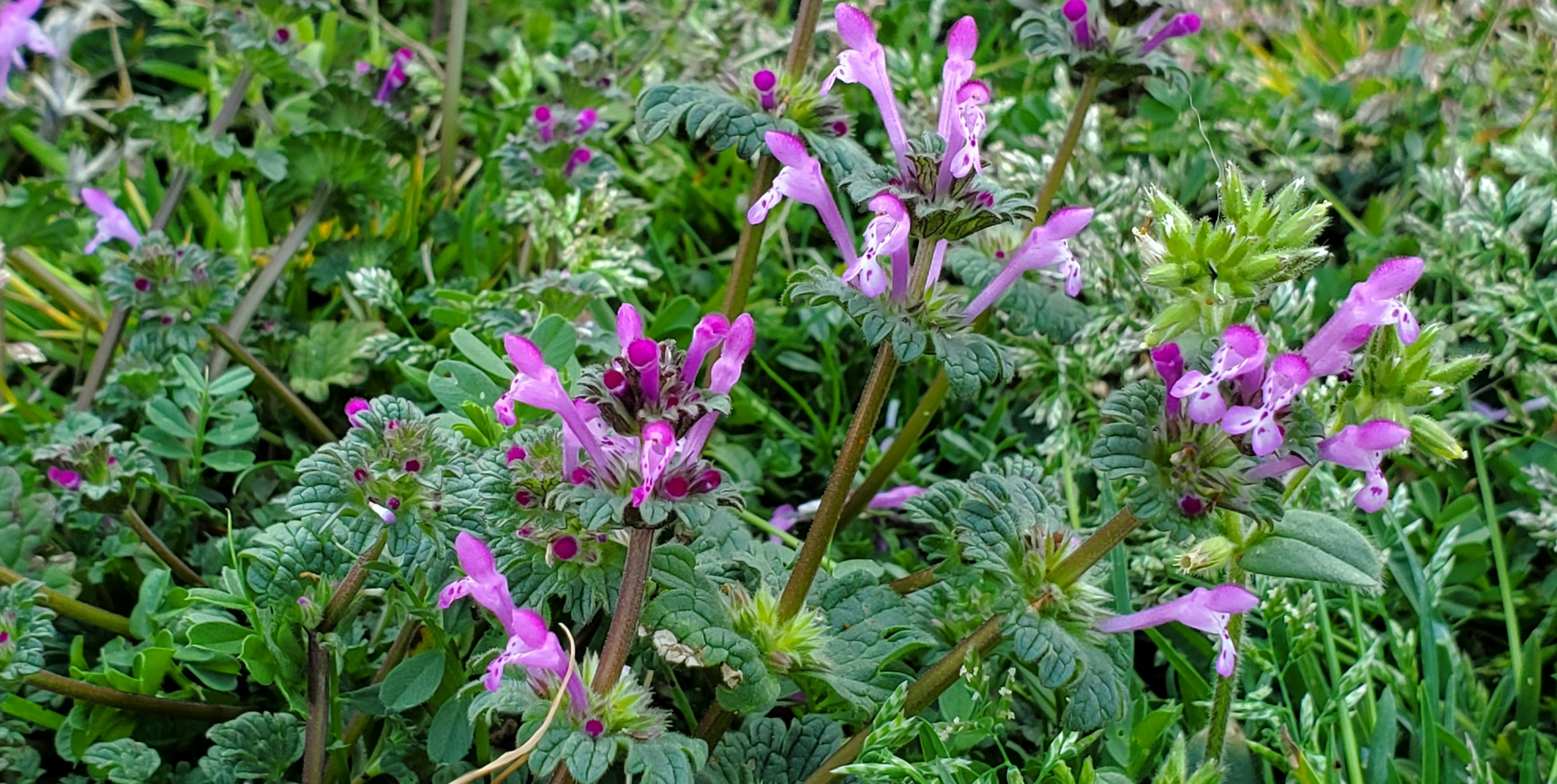 緑の草の中に咲く紫色の花々