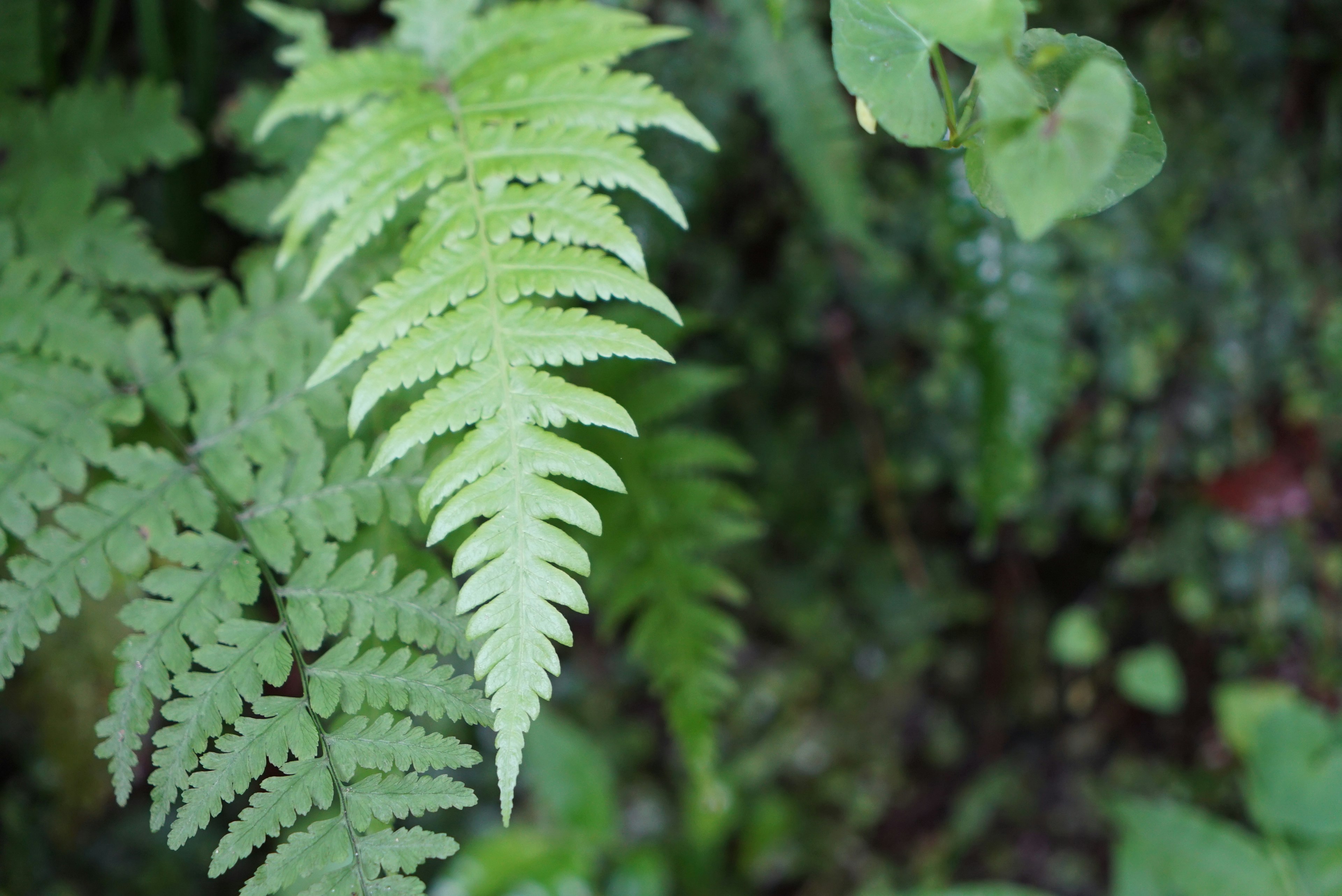 Gambar dengan daun pakis hijau yang rimbun