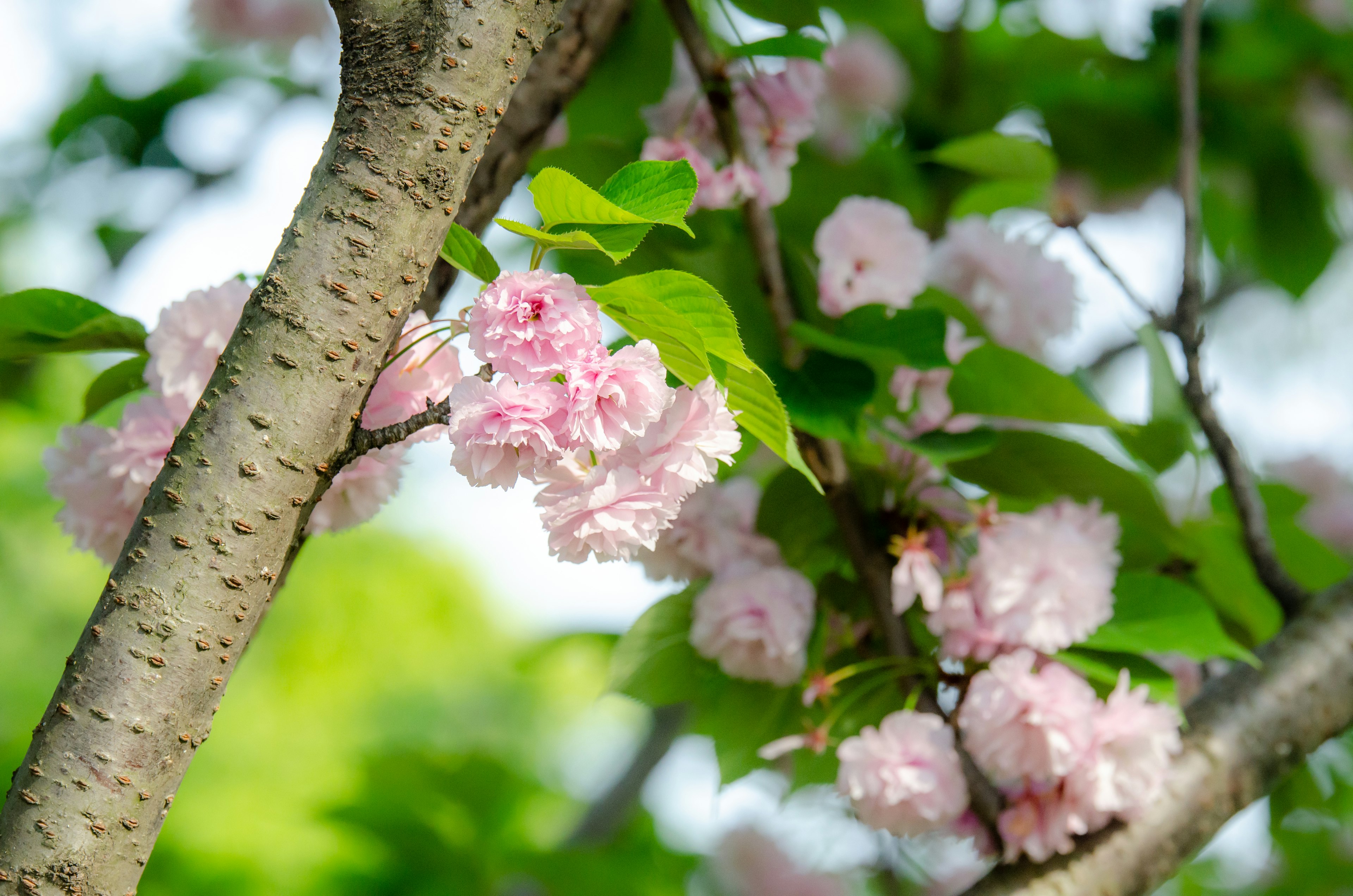 桜の花が咲いている枝のアップ