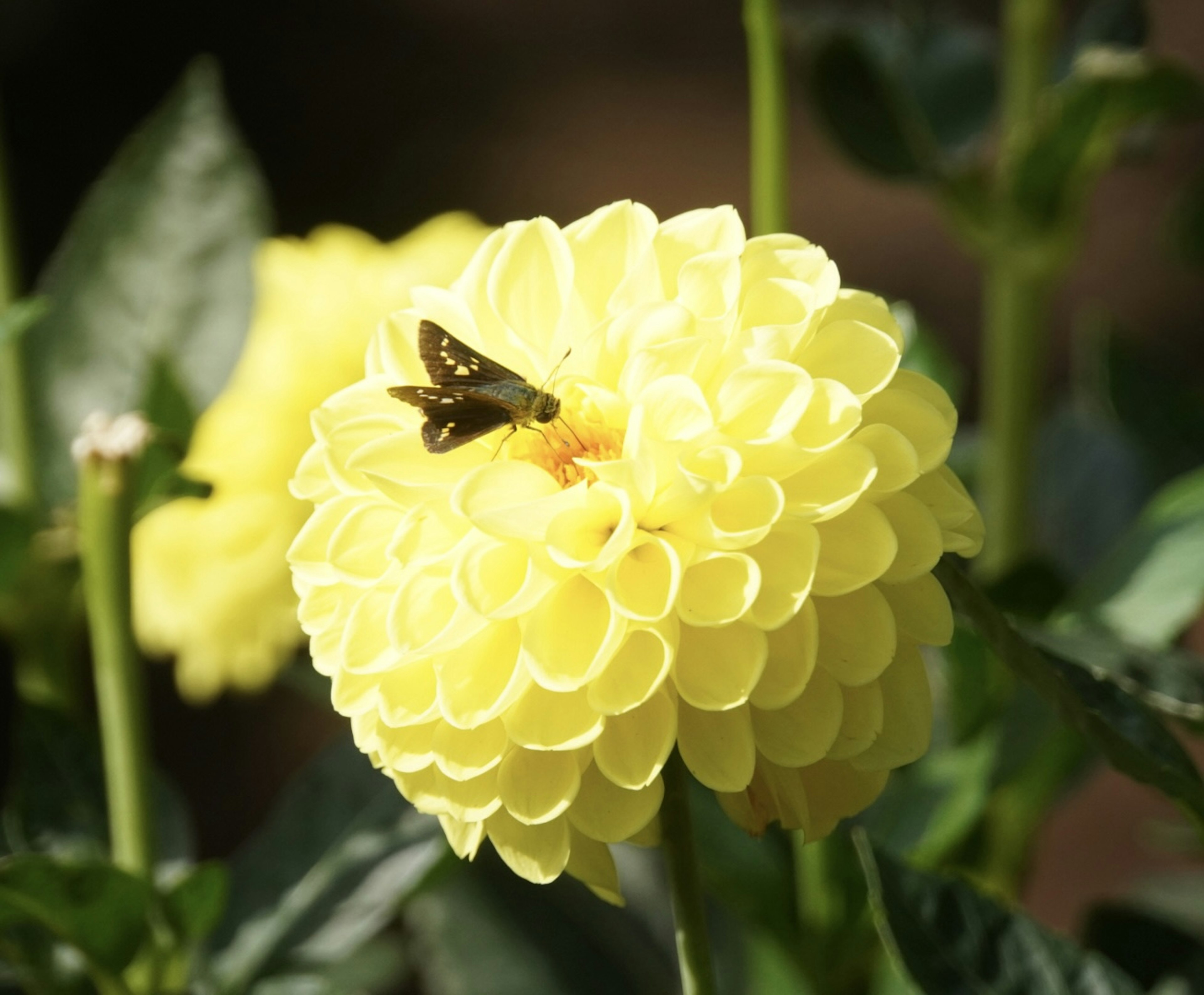 Un petit papillon posé sur une fleur de dahlias jaune