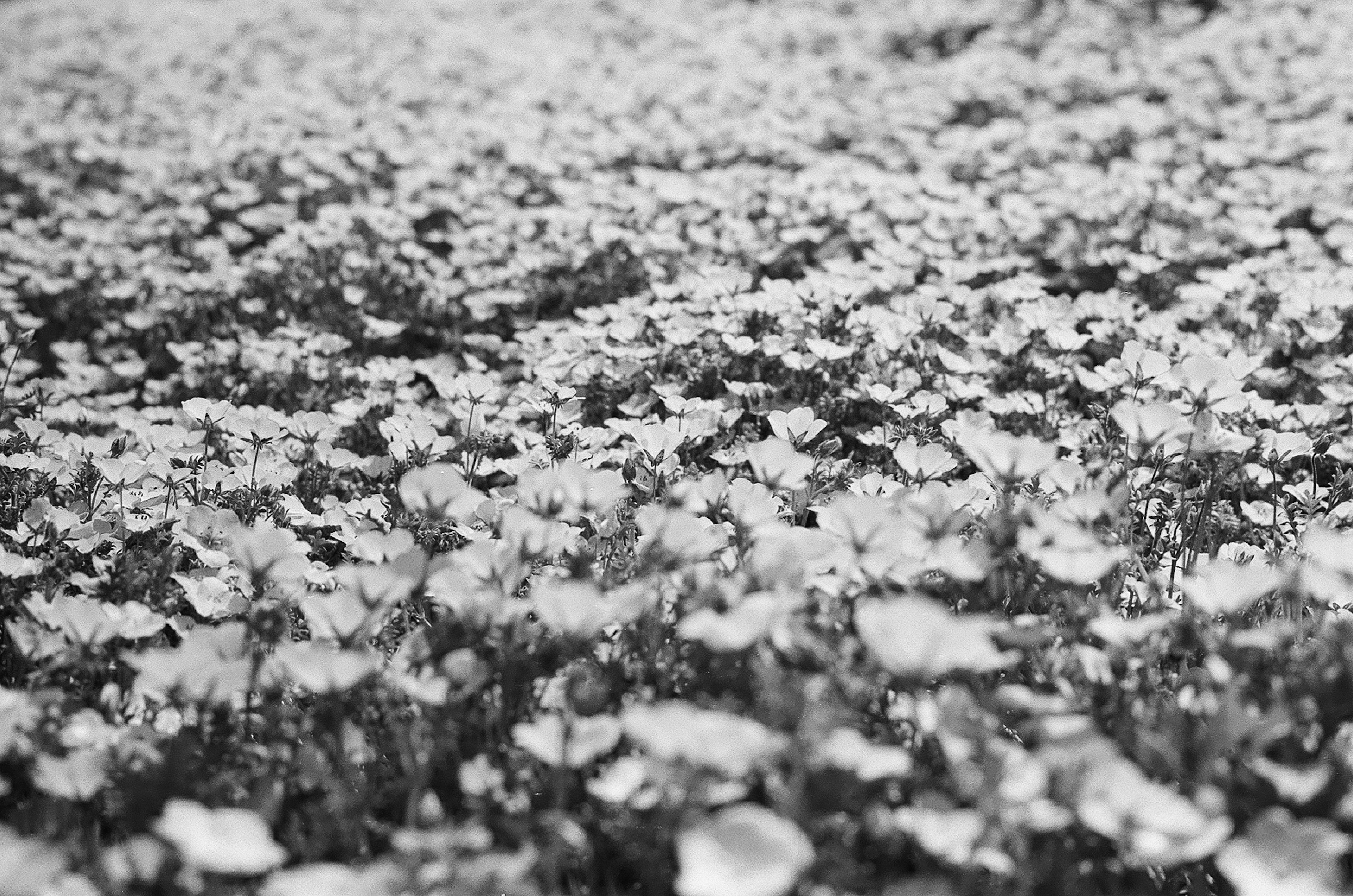 Schwarzweißlandschaft eines Blumenfeldes Blütenblätter bedecken den Boden