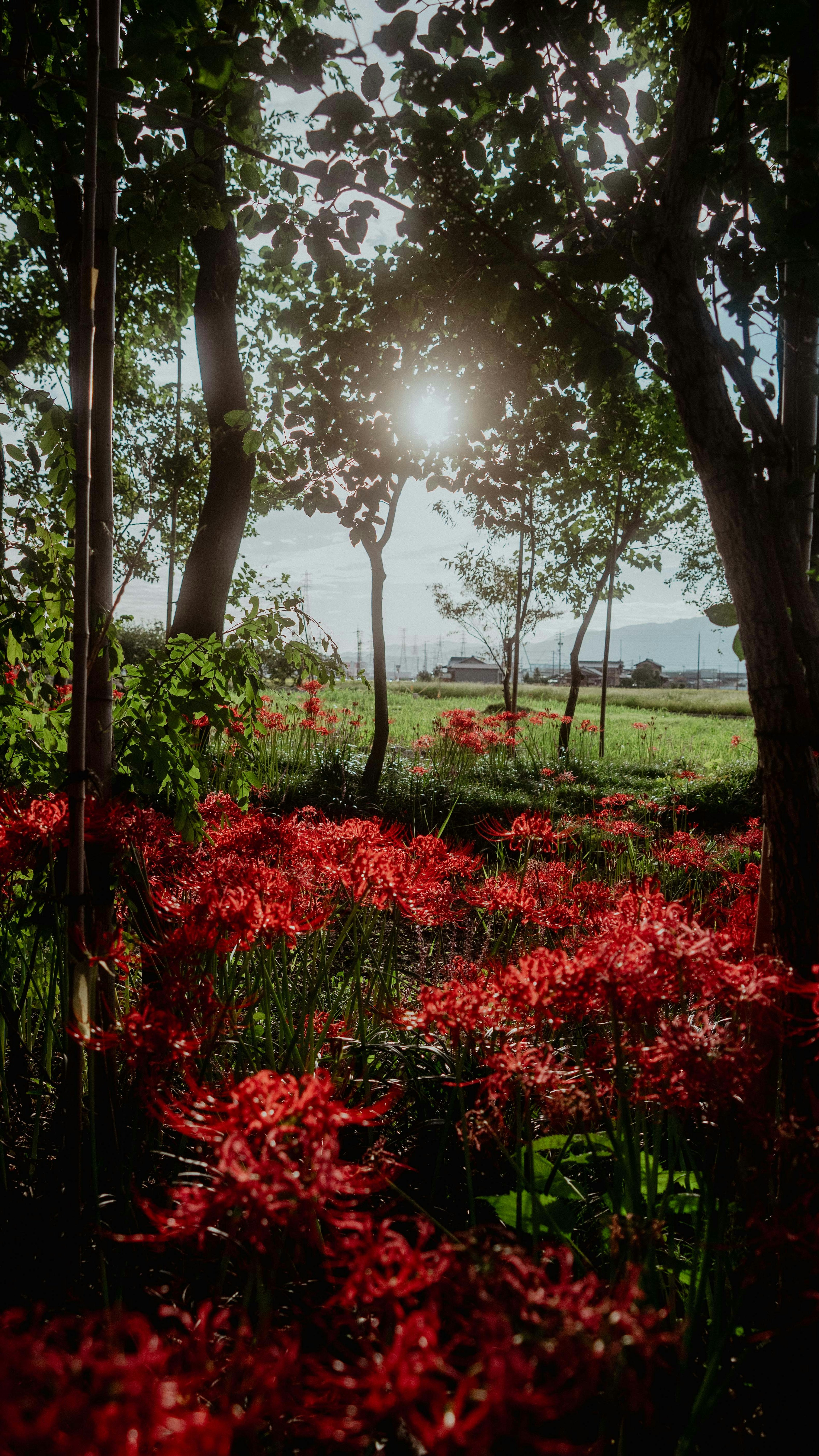 Sol brillando a través de los árboles sobre un campo de flores rojas