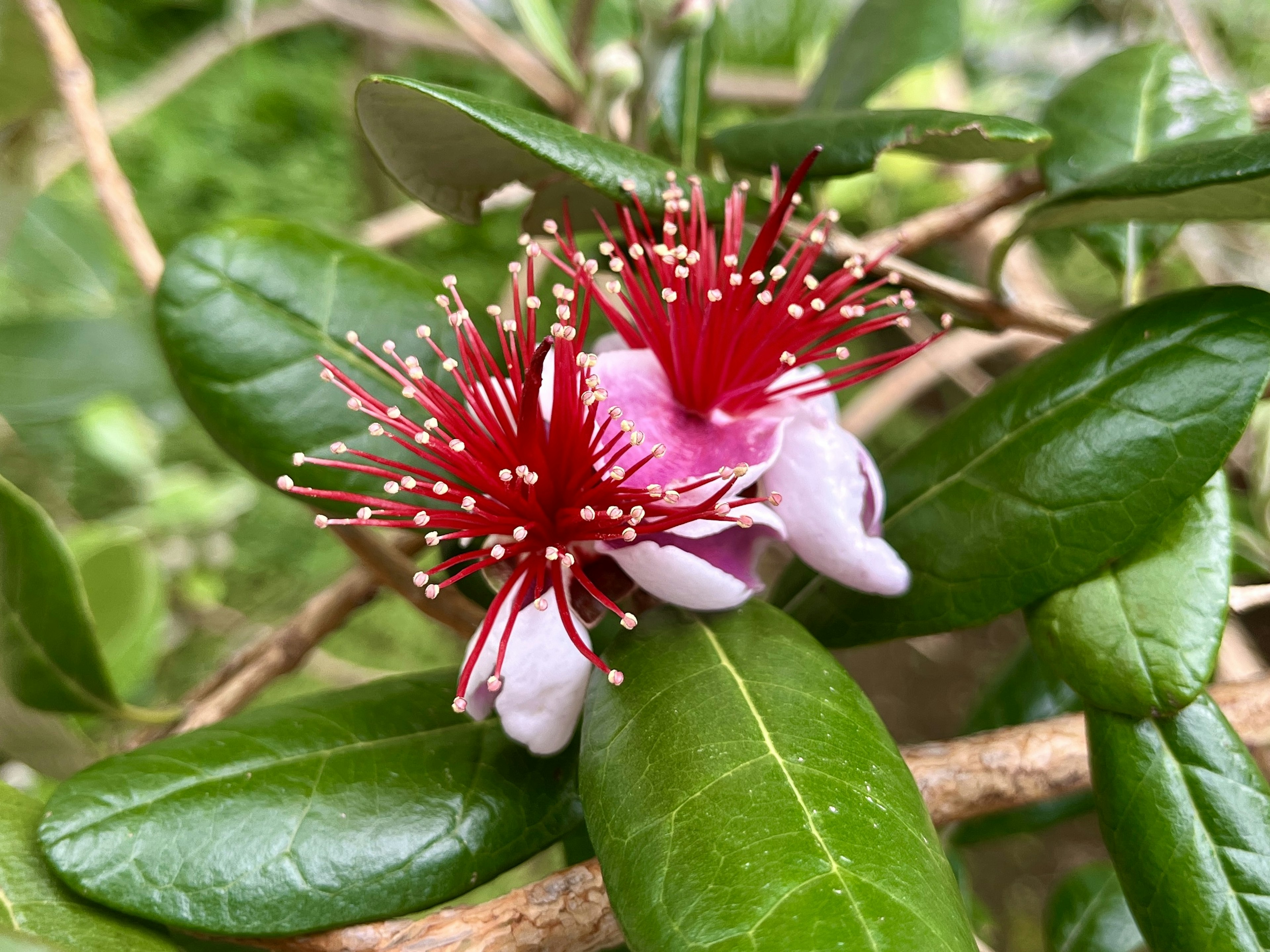 Pemandangan dekat tanaman dengan bunga merah dan daun hijau