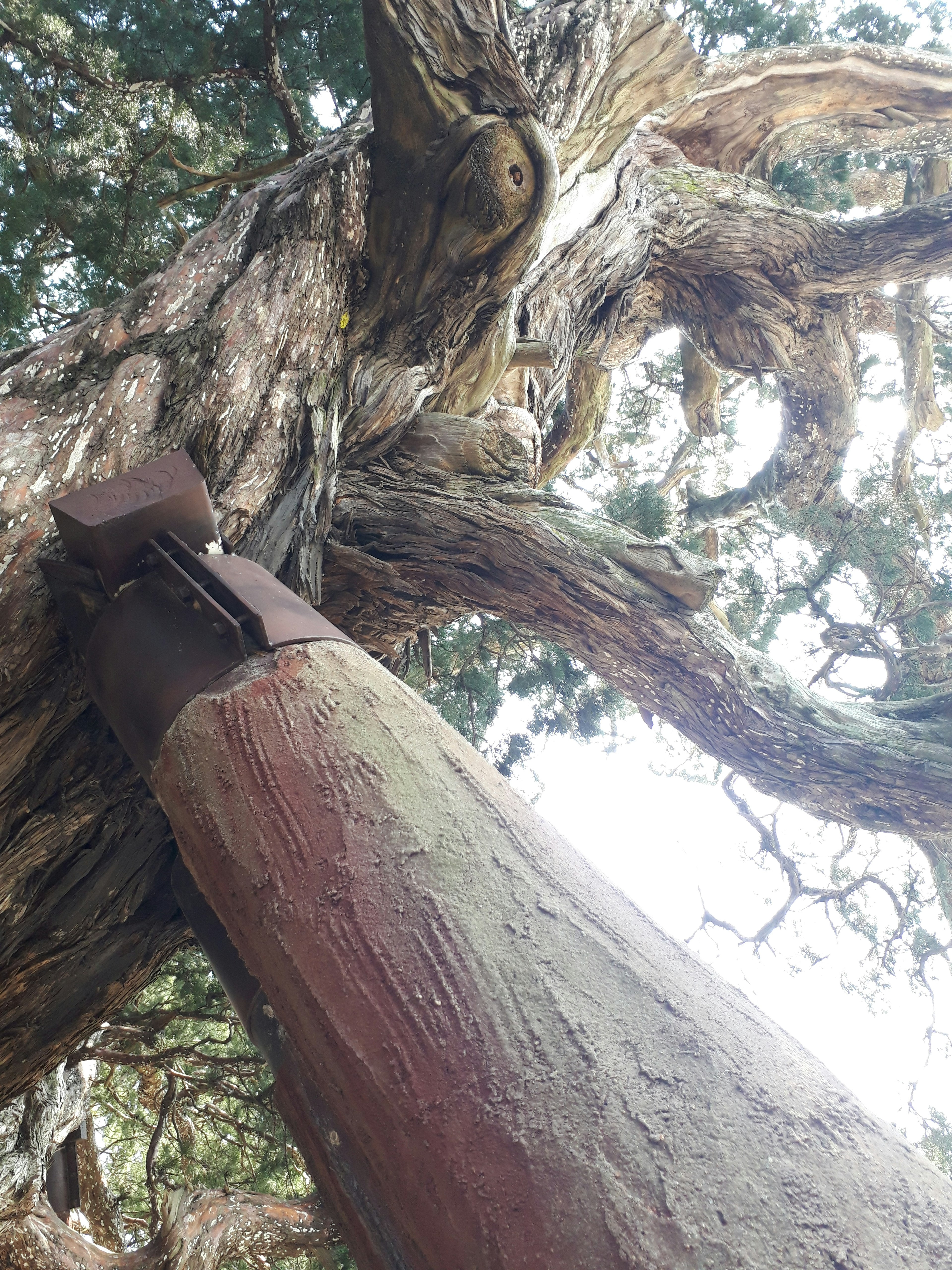 Image from the base of a large tree looking up showing part of a structure touching the tree