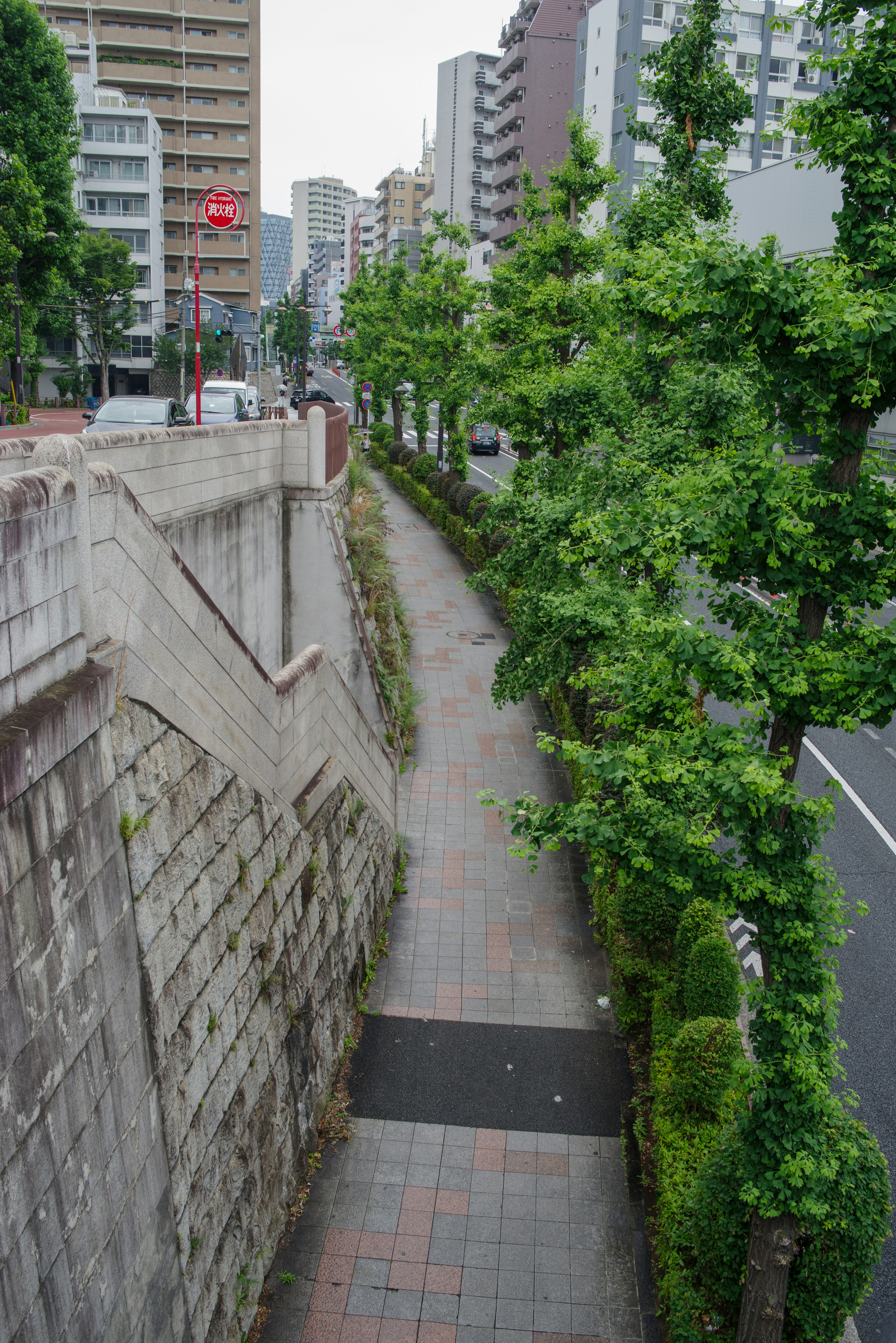 緑の木々に囲まれた都市の歩道の風景