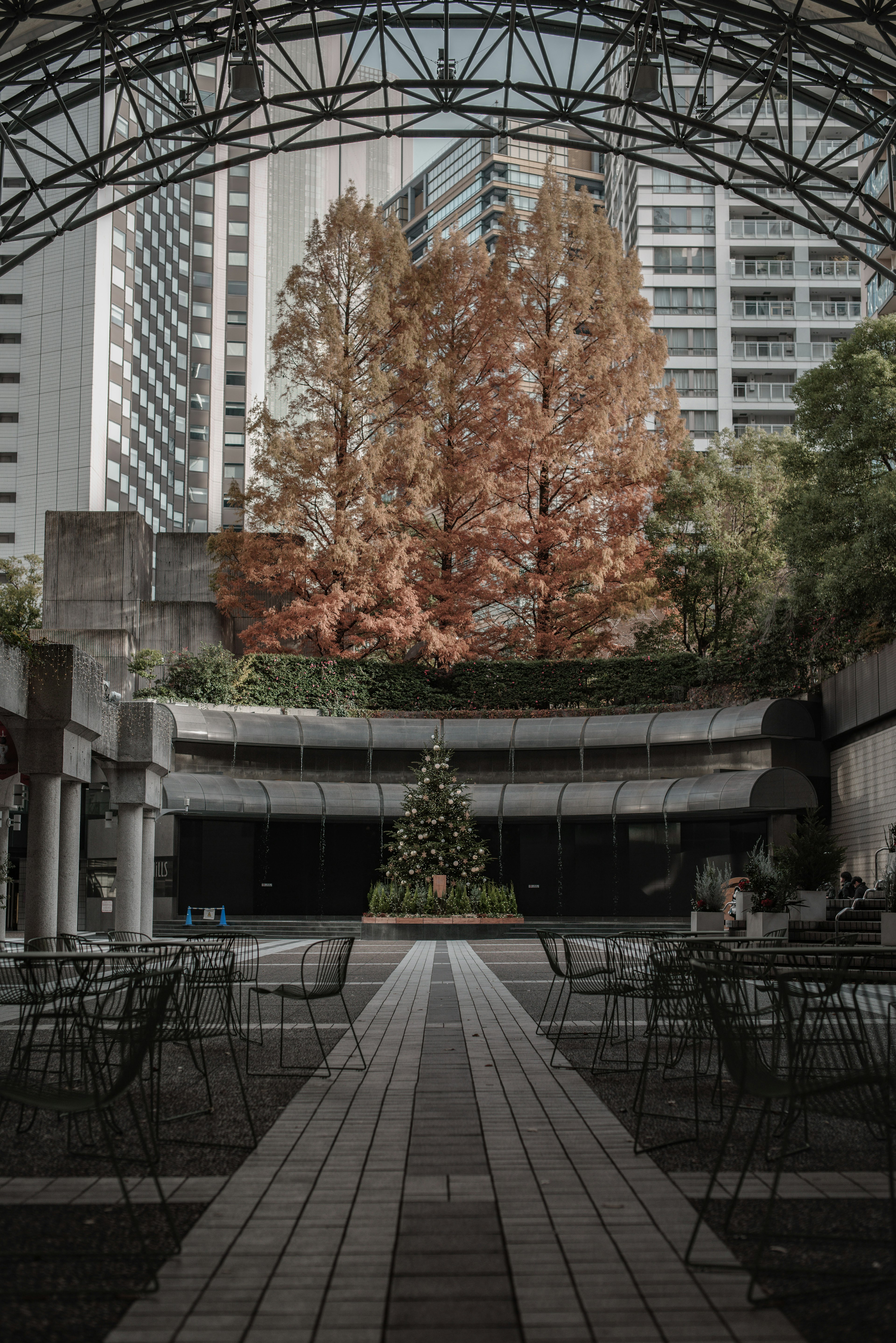 Large orange tree and Christmas tree in an urban park setting