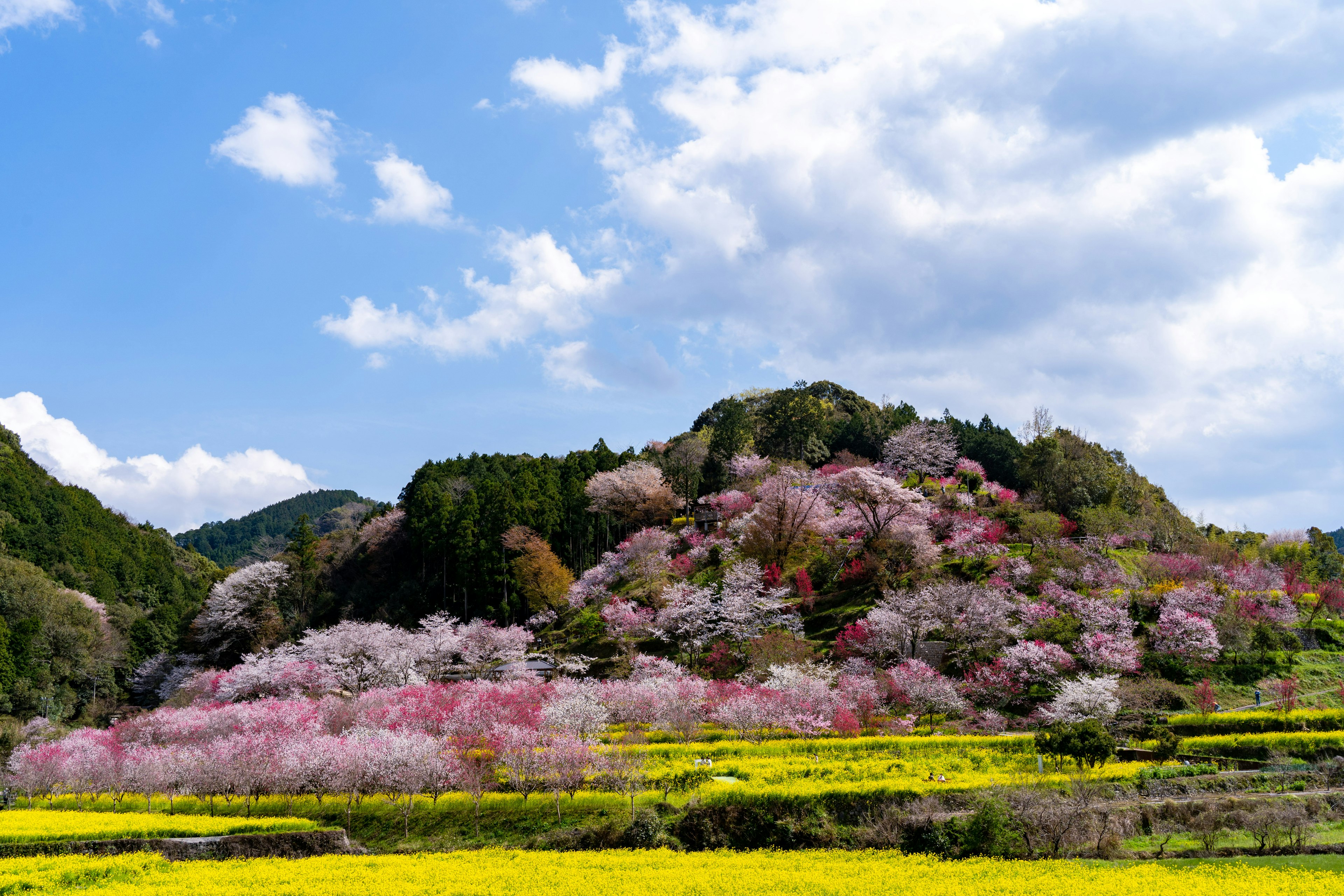 ทิวทัศน์ที่มีชีวิตชีวากับต้นซากุระและดอก rapeseed