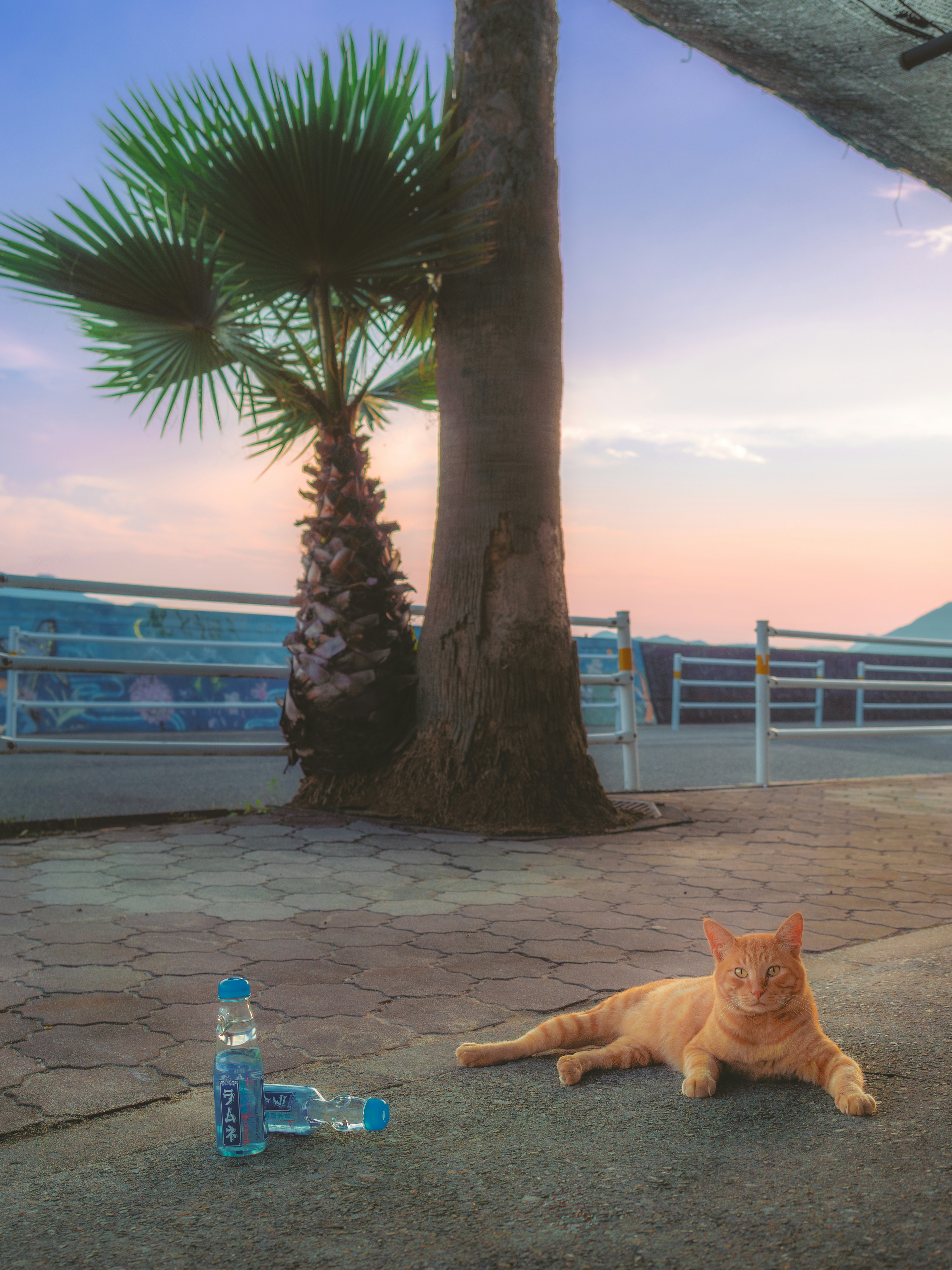 夕焼けの中で寝そべるオレンジ色の猫とヤシの木の風景