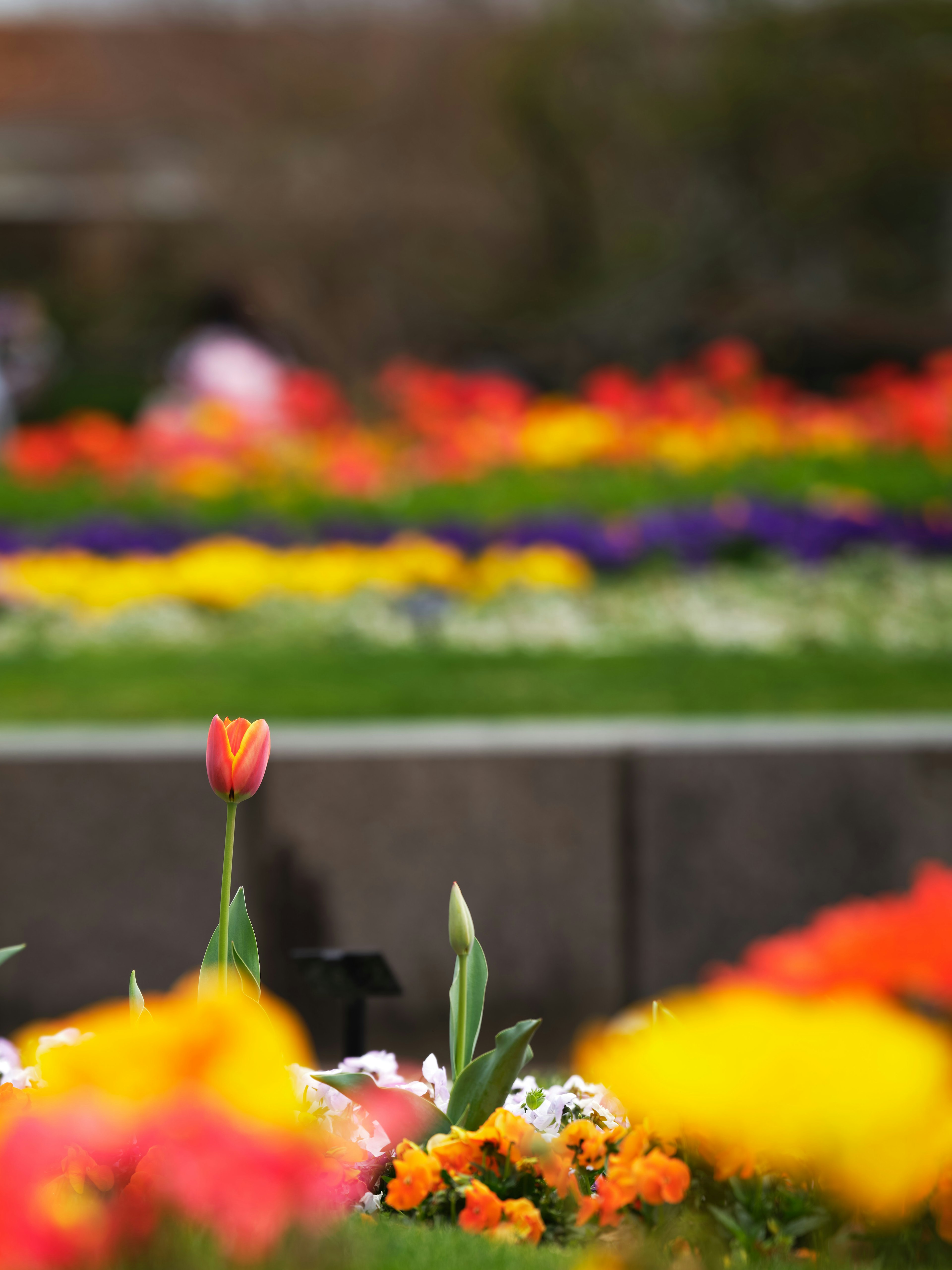 色とりどりの花々が咲く公園の風景で赤いチューリップが前景にある