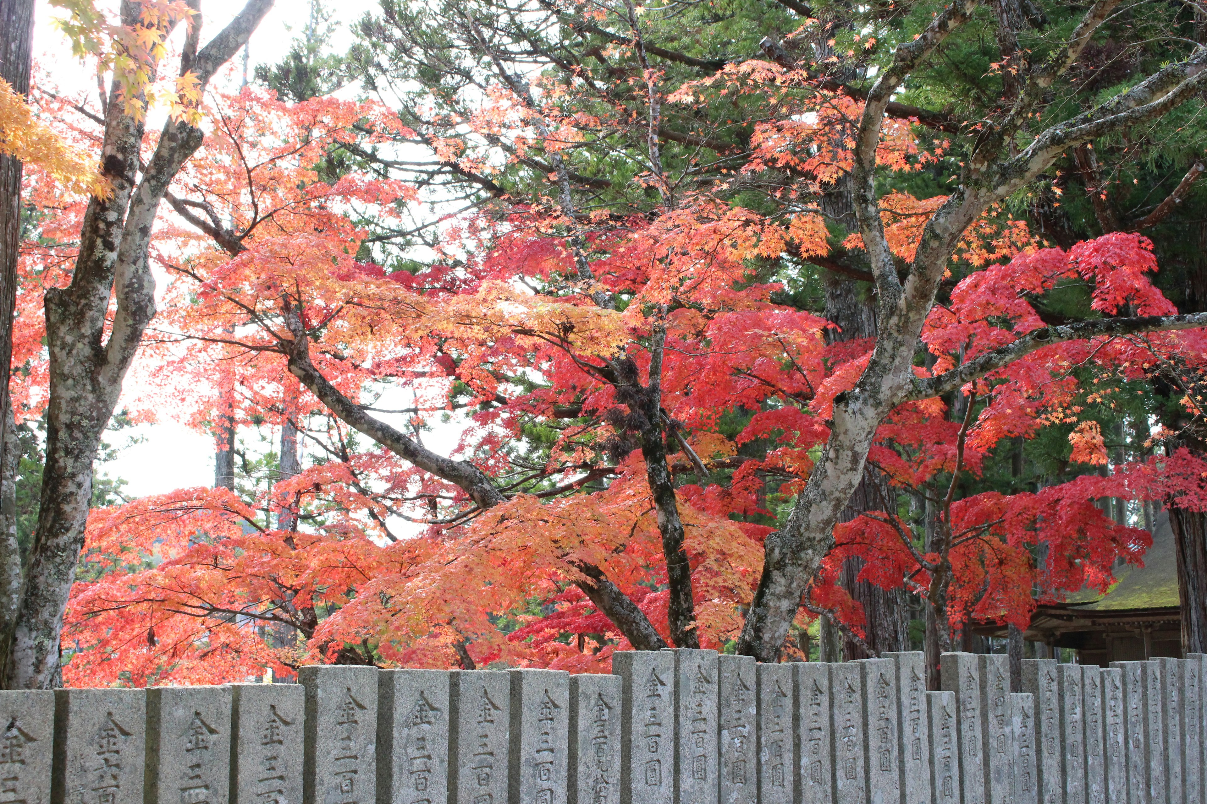 色鮮やかな紅葉の木々と石のフェンスが見える風景