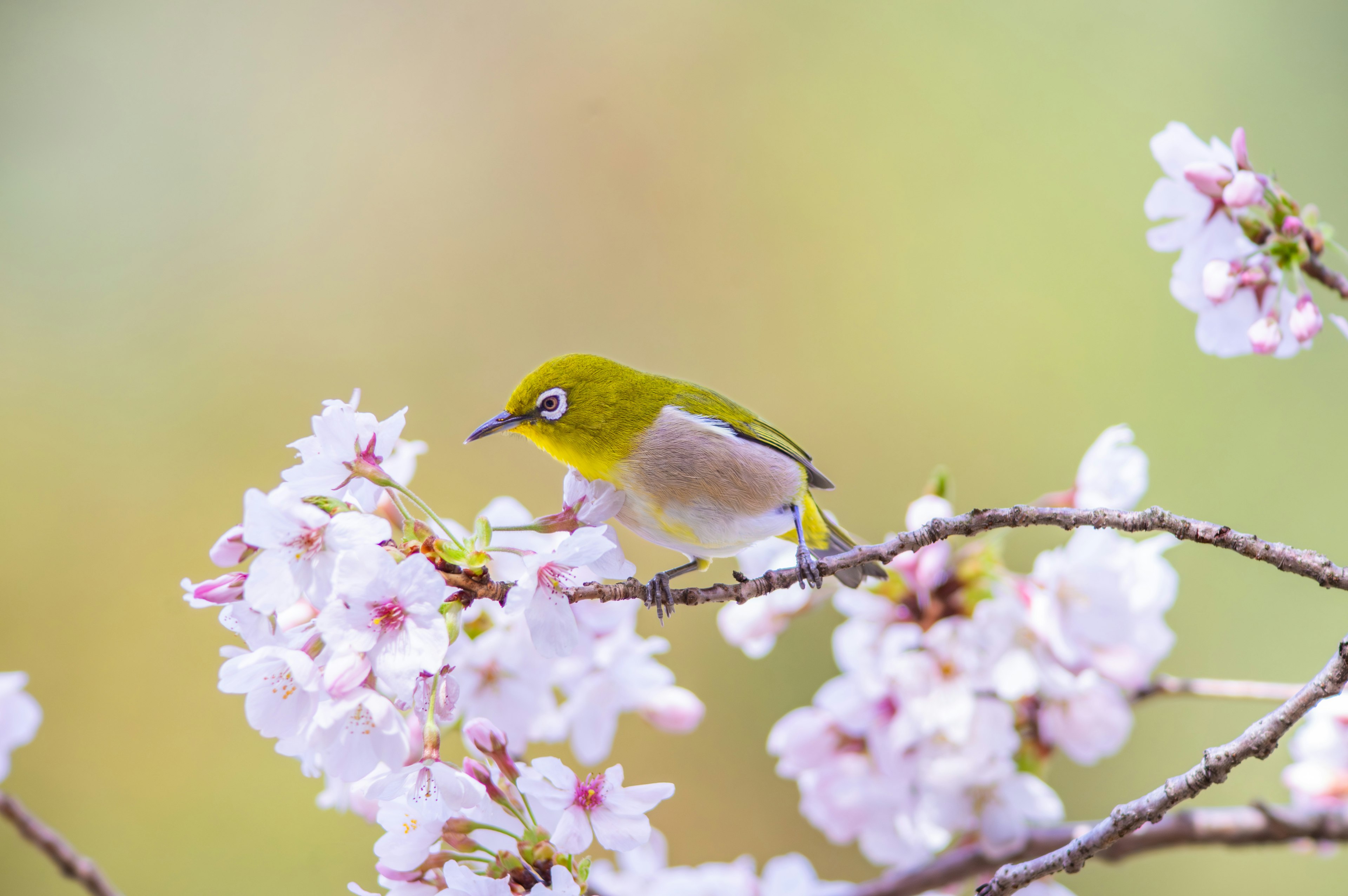 Un piccolo uccello verde posato tra i fiori di ciliegio