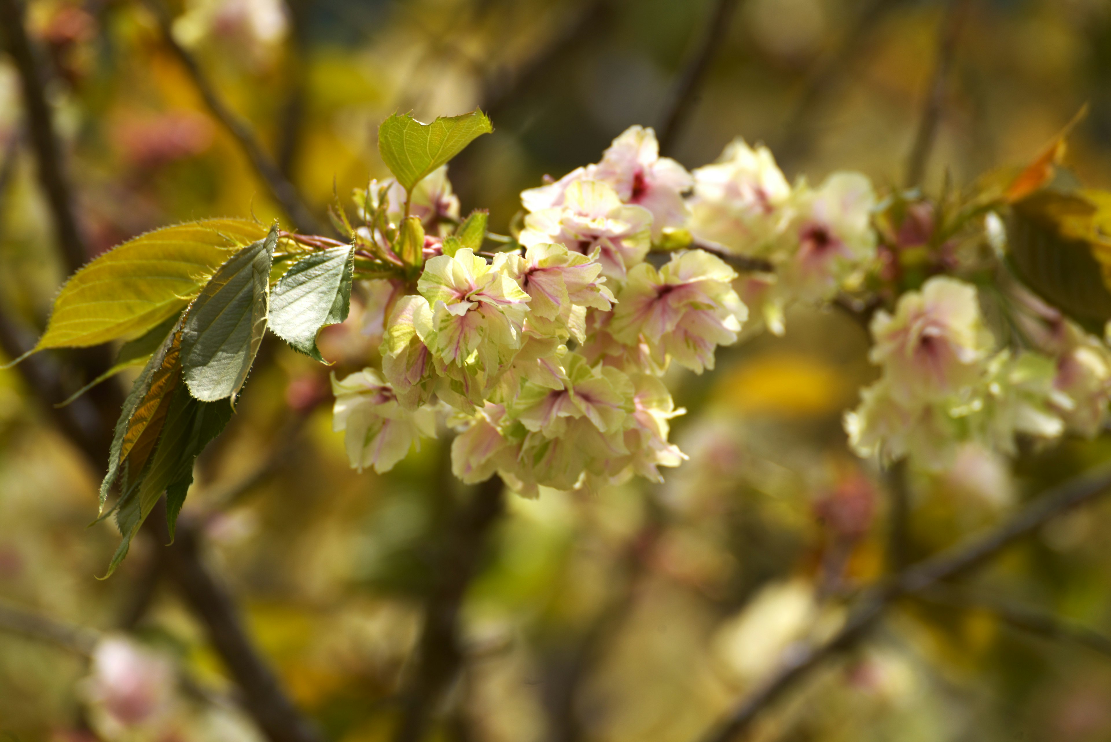 Cerisiers en fleurs avec des fleurs roses délicates et des feuilles vertes