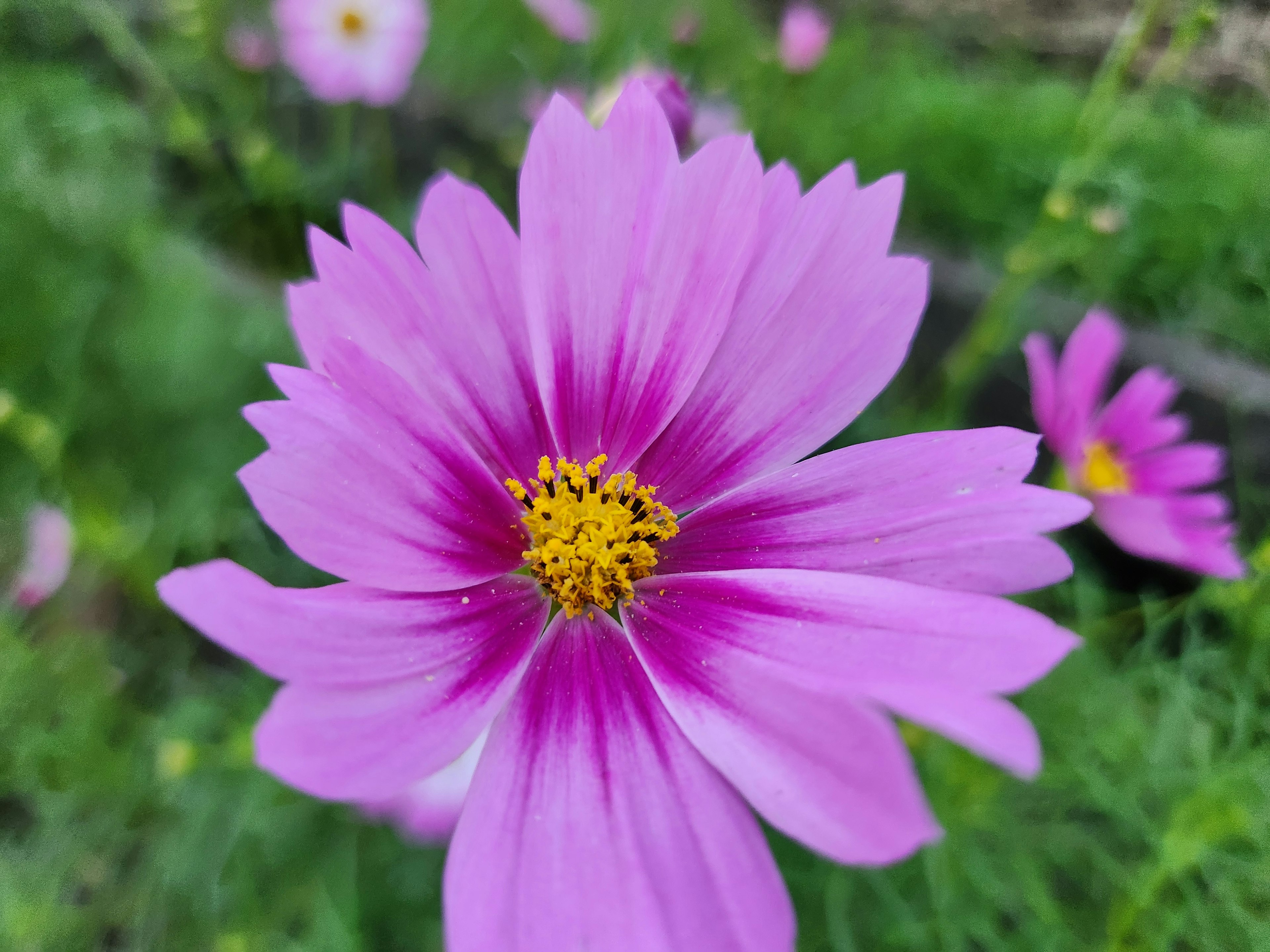 ピンクのコスモスの花のクローズアップ 緑の背景に鮮やかな色合い