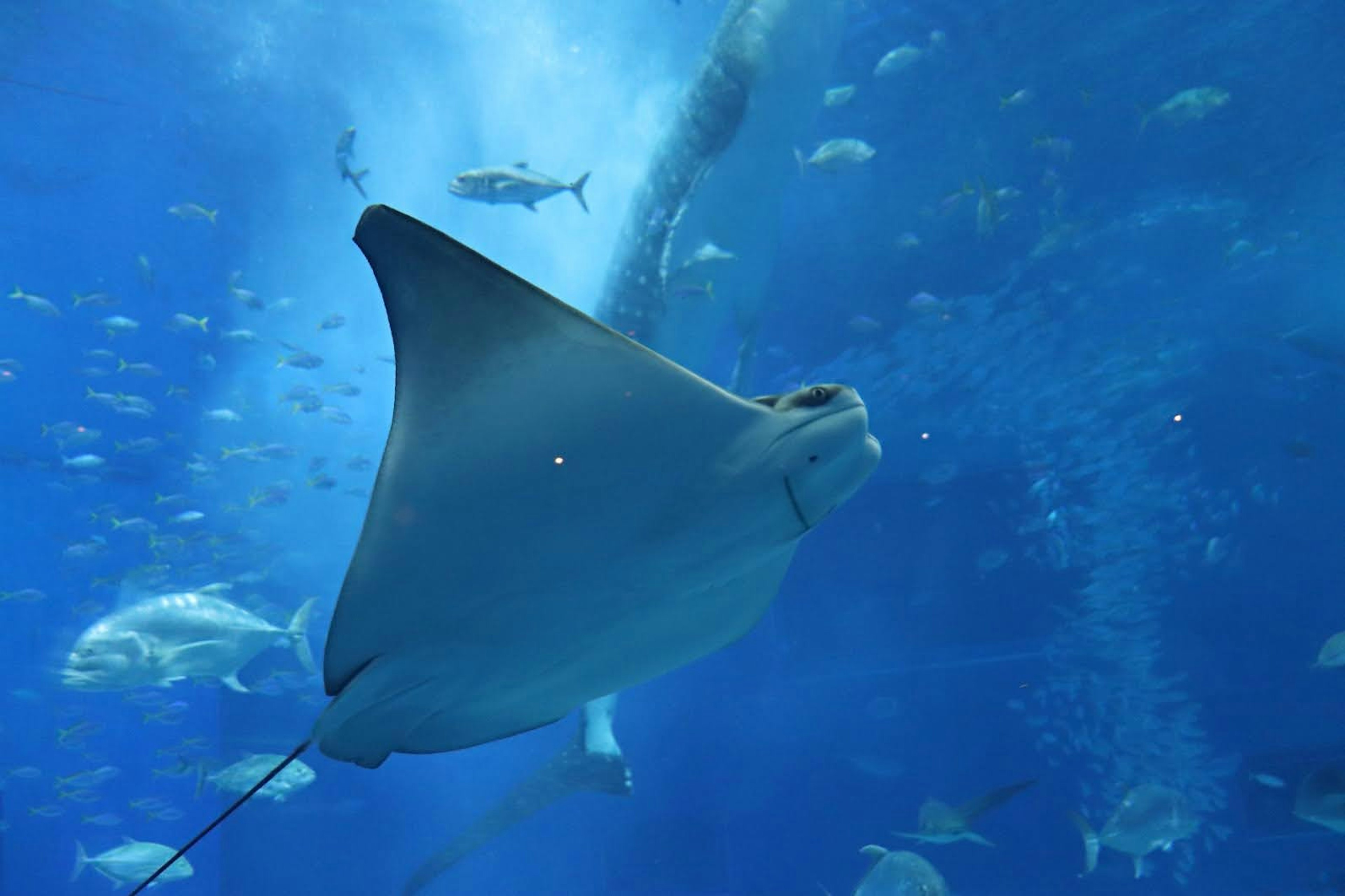 Eine lebendige Rochen, die in klarem blauen Wasser schwimmt