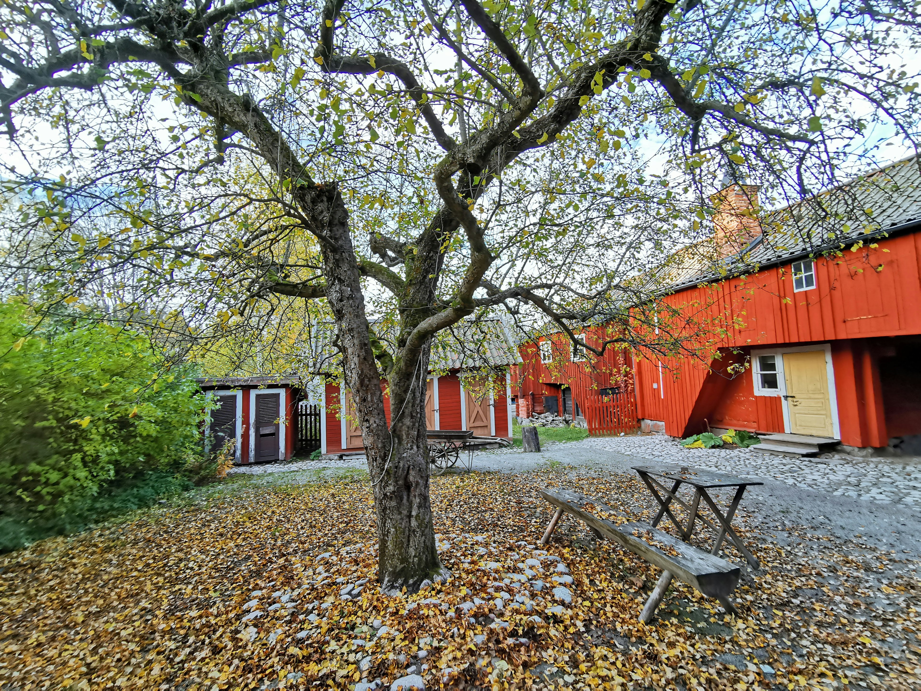 autumn scene with a large tree and red buildings