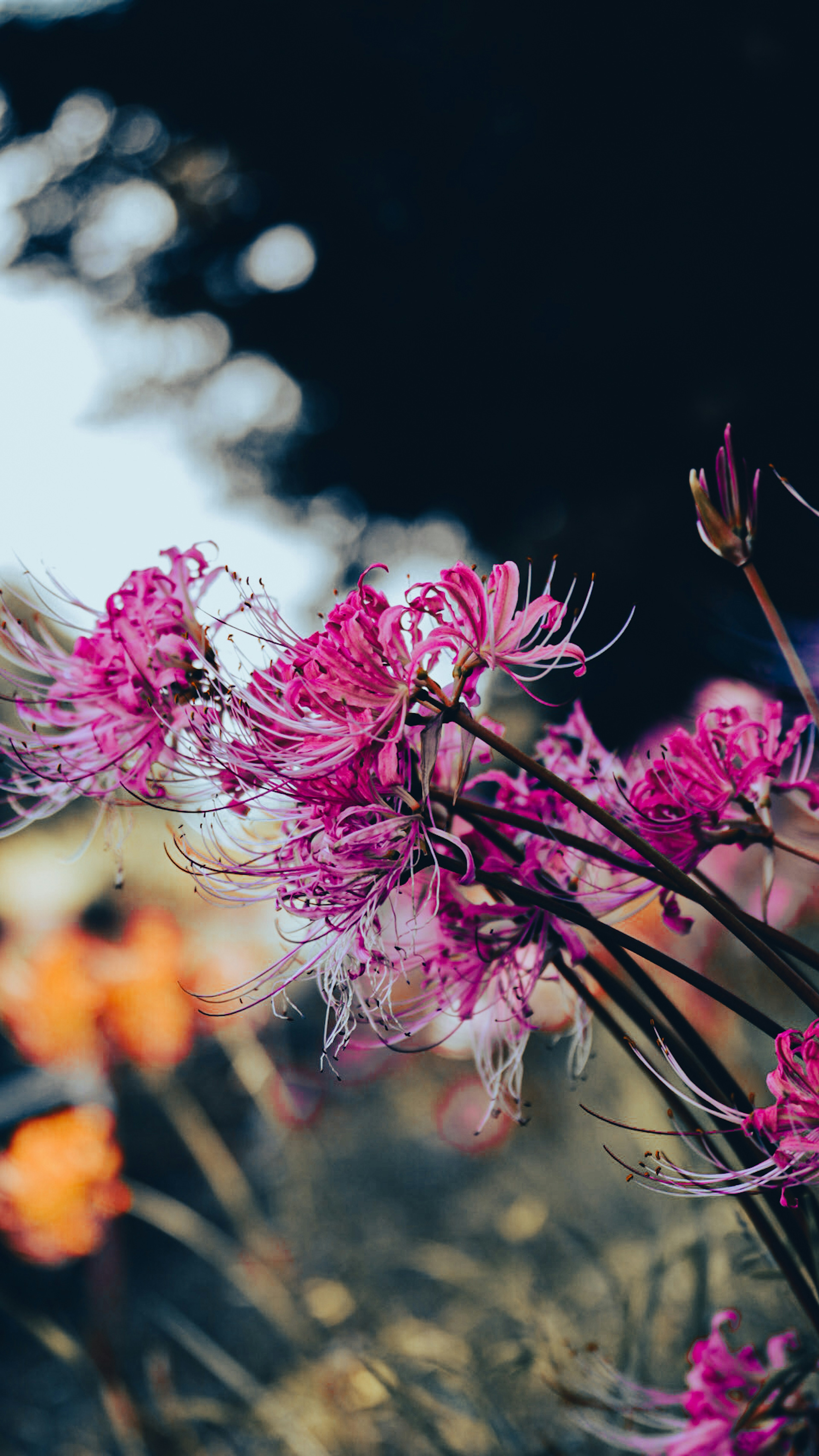 Lebhafte pinkfarbene Blumen mit einem verschwommenen Hintergrund aus sanften Farben