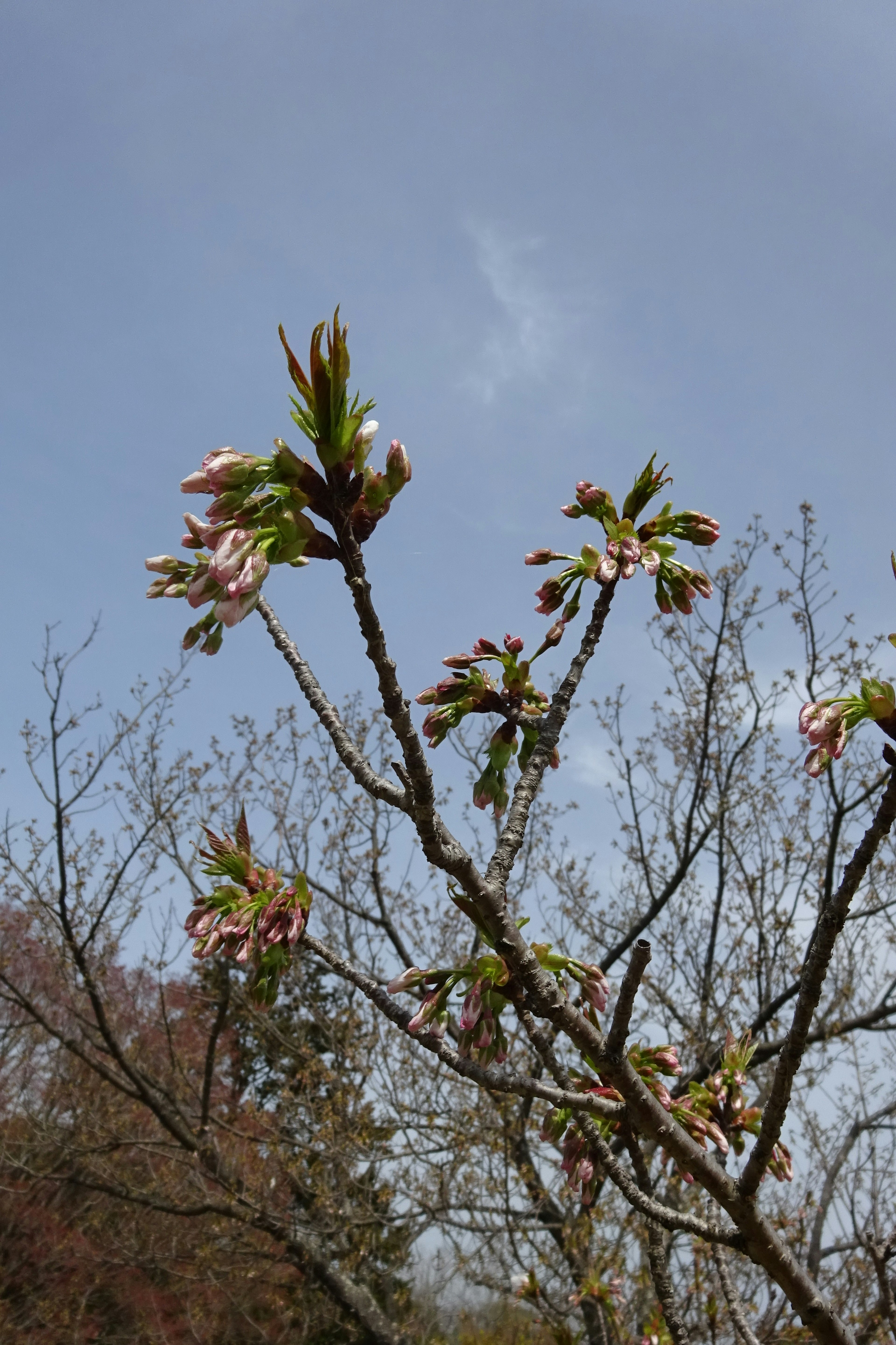 Boccioli e foglie di un ciliegio in primavera che si alzano verso un cielo azzurro