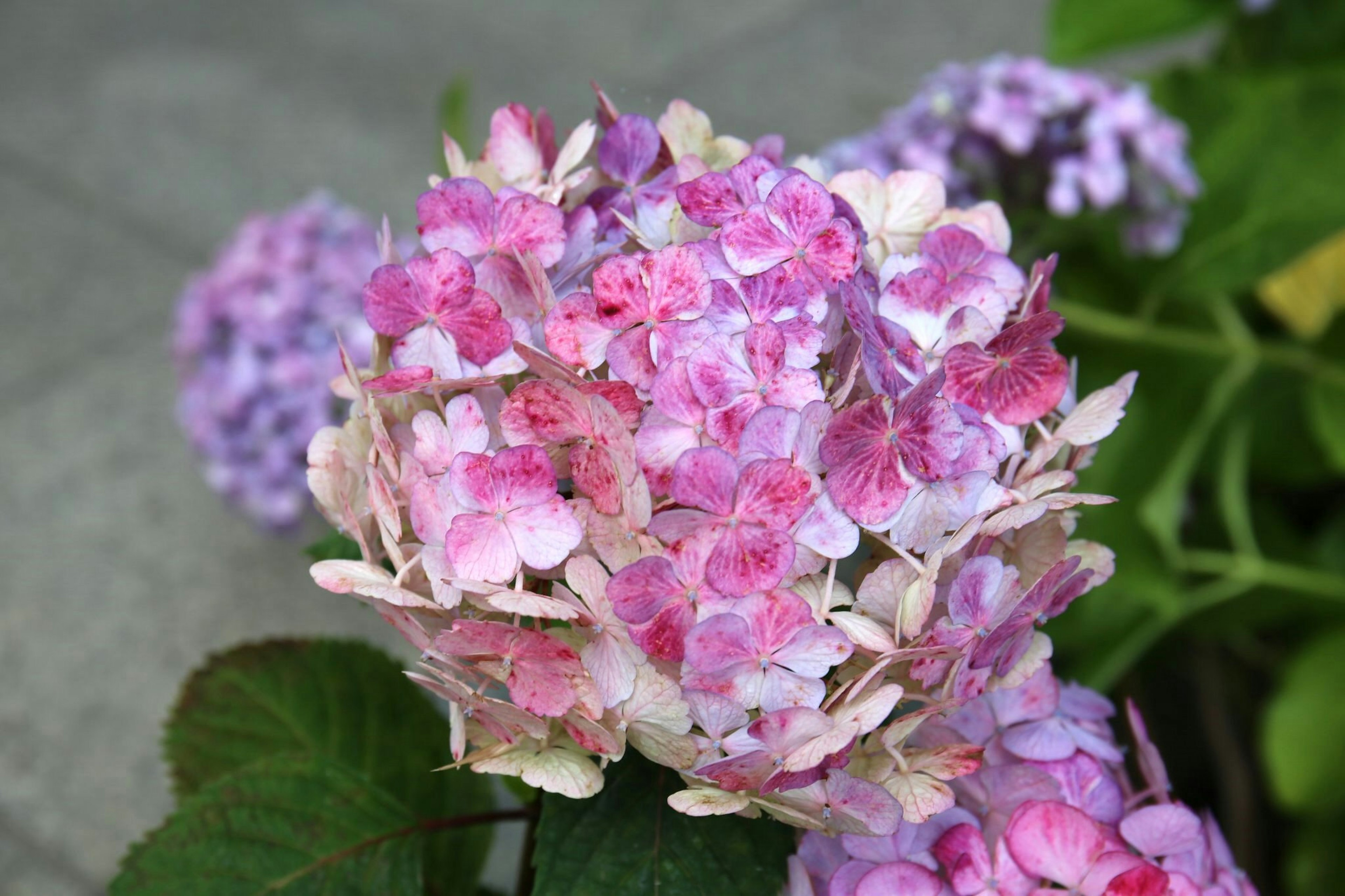 Acercamiento a flores de hortensia rosa y violeta vibrantes