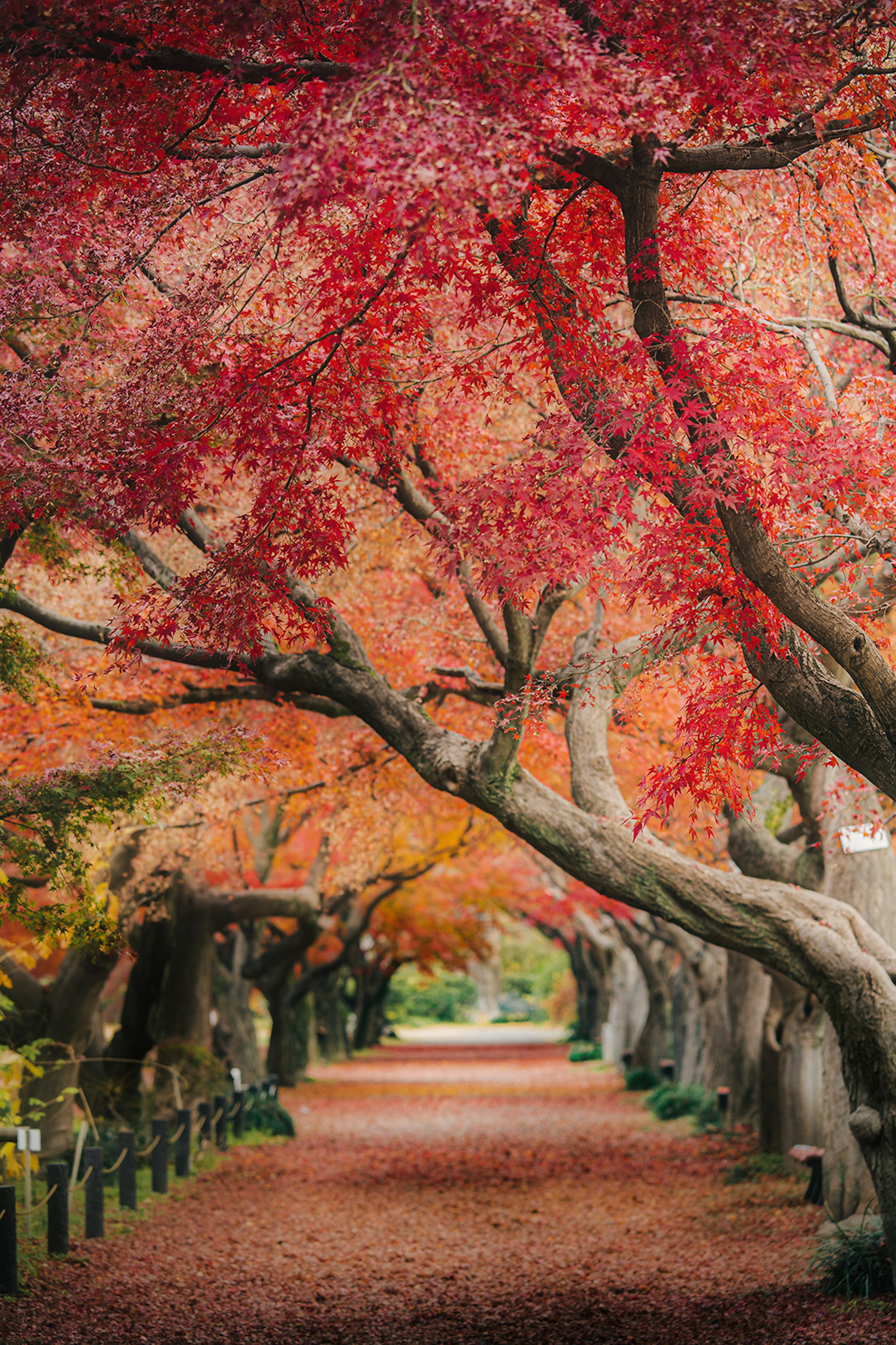 Un sendero pintoresco flanqueado por árboles adornados con vibrante follaje de otoño en tonos rojos y naranjas