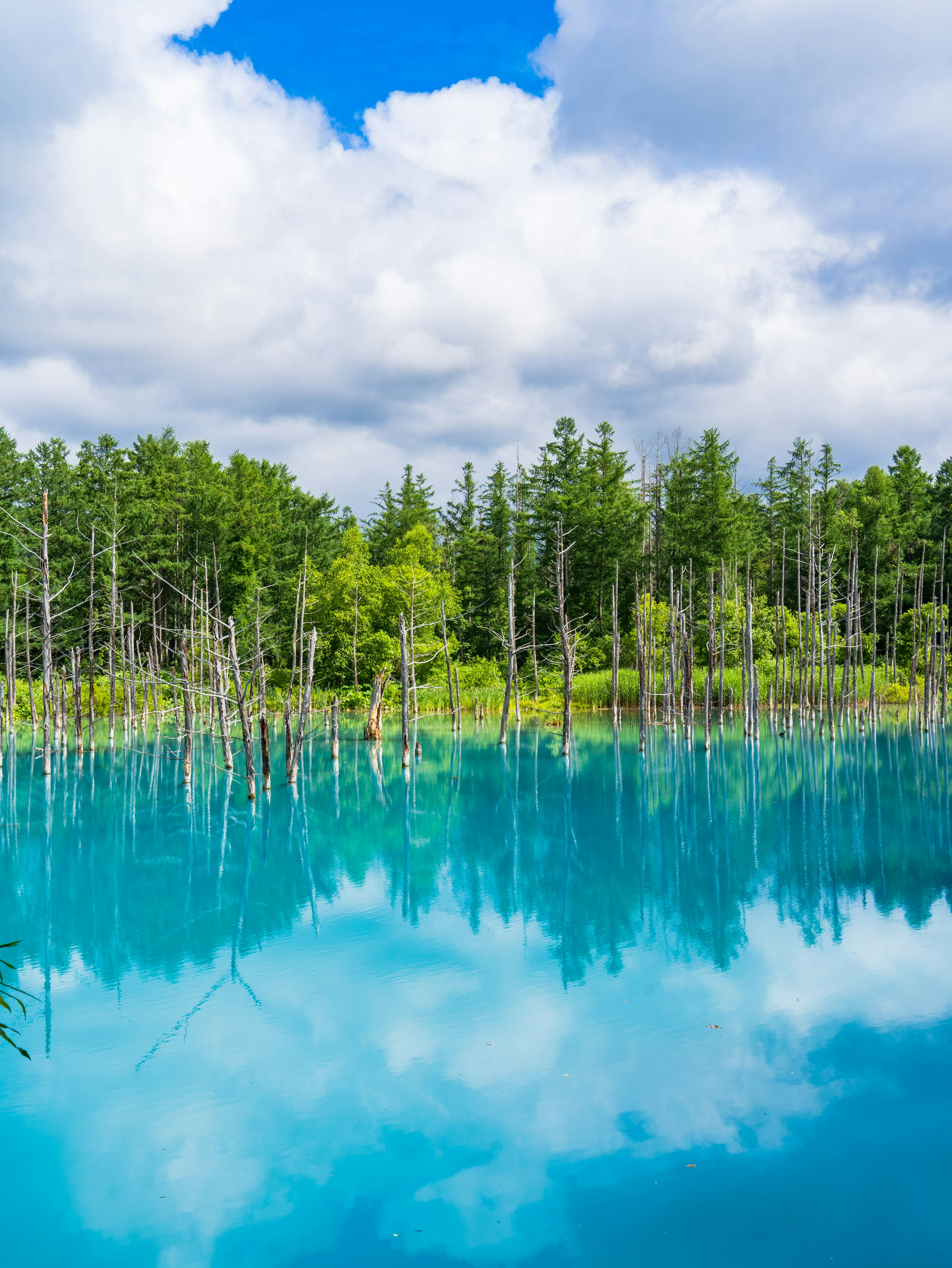 蓝色湖泊与绿色树木的美丽风景