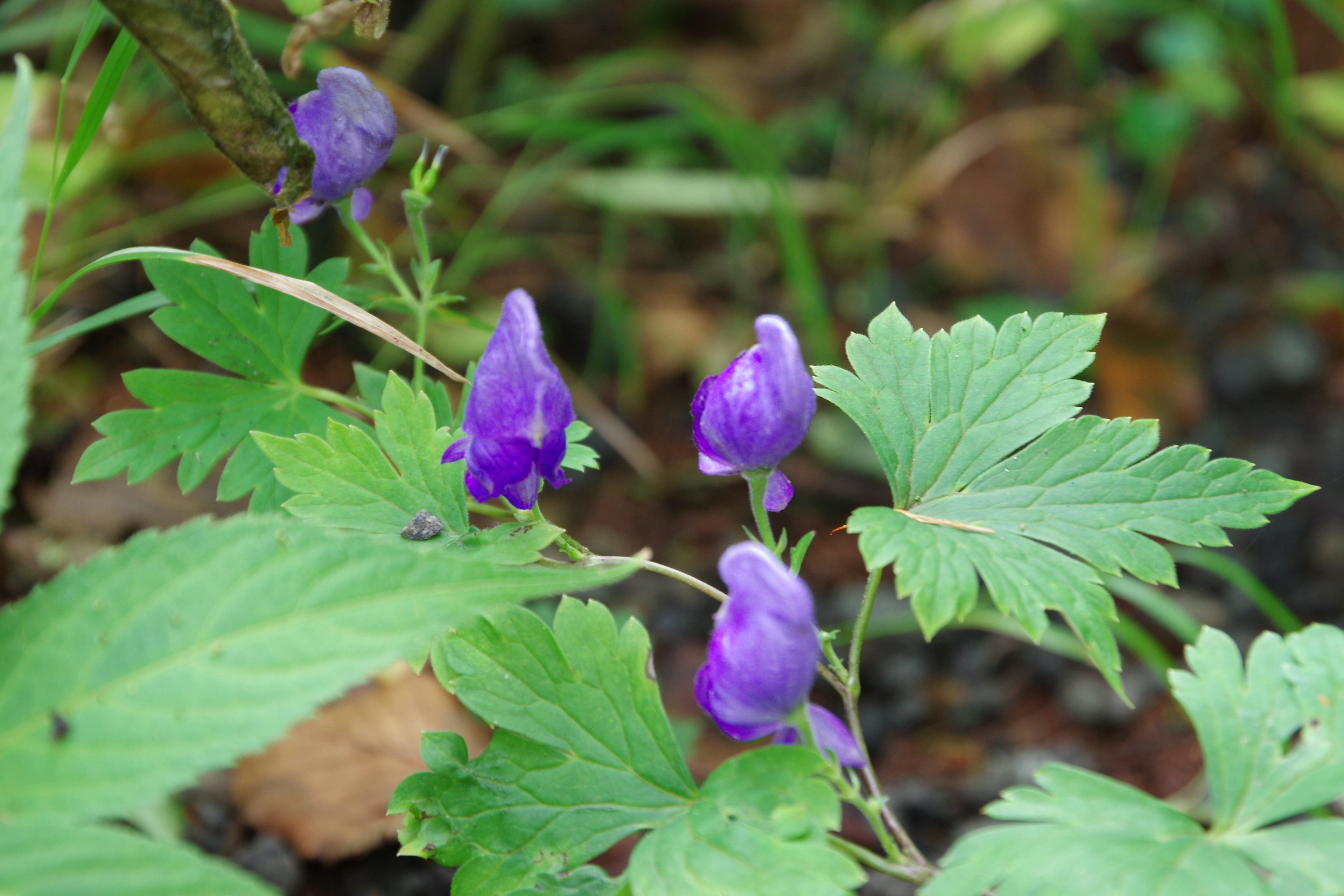 Close-up of a plant with purple flowers and green leaves