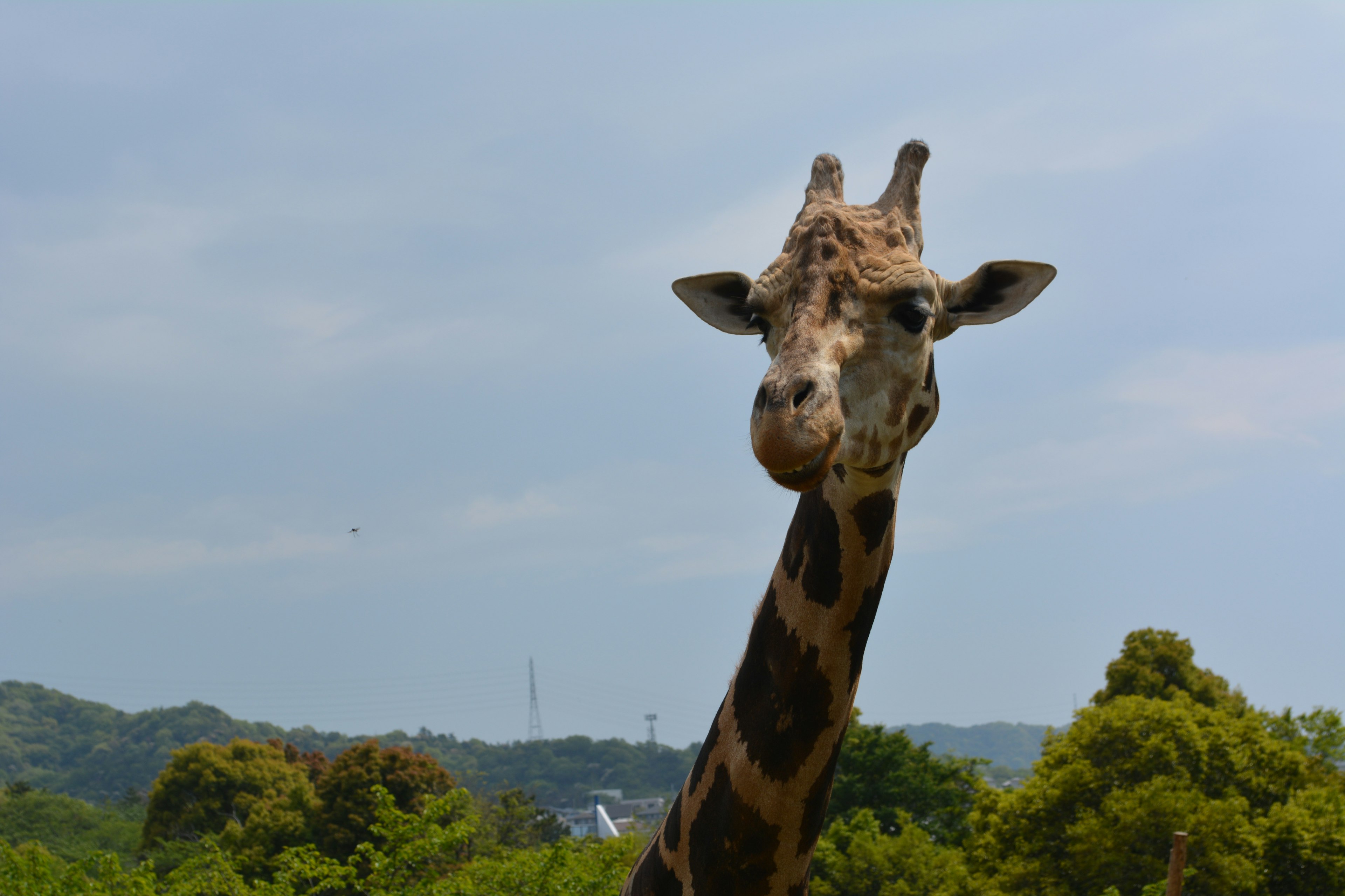 A giraffe with a tilted head standing among green trees under a blue sky