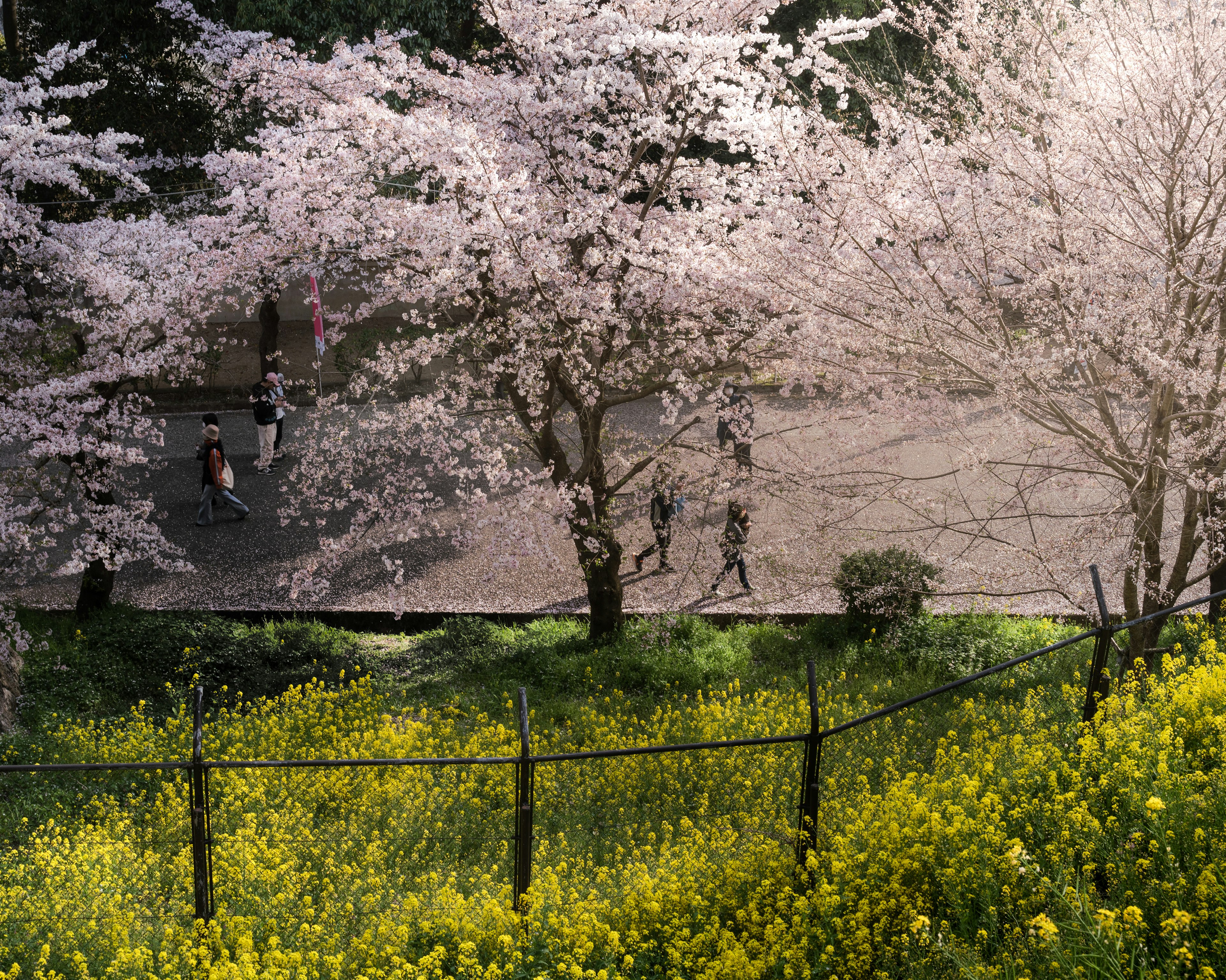 Un paisaje con cerezos en flor y flores amarillas con personas caminando