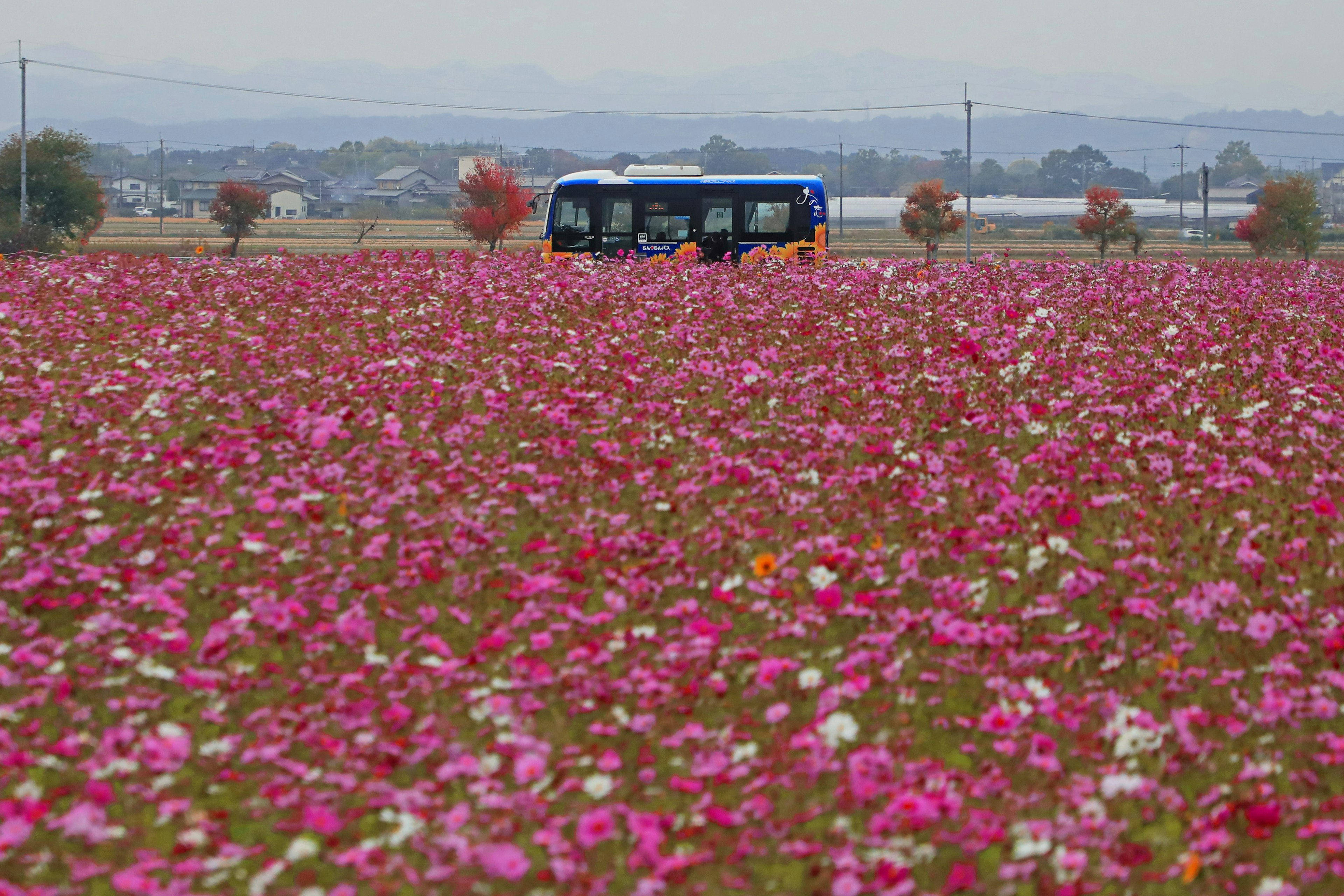 Un autobús detenido en un vasto campo de flores llenas de colores