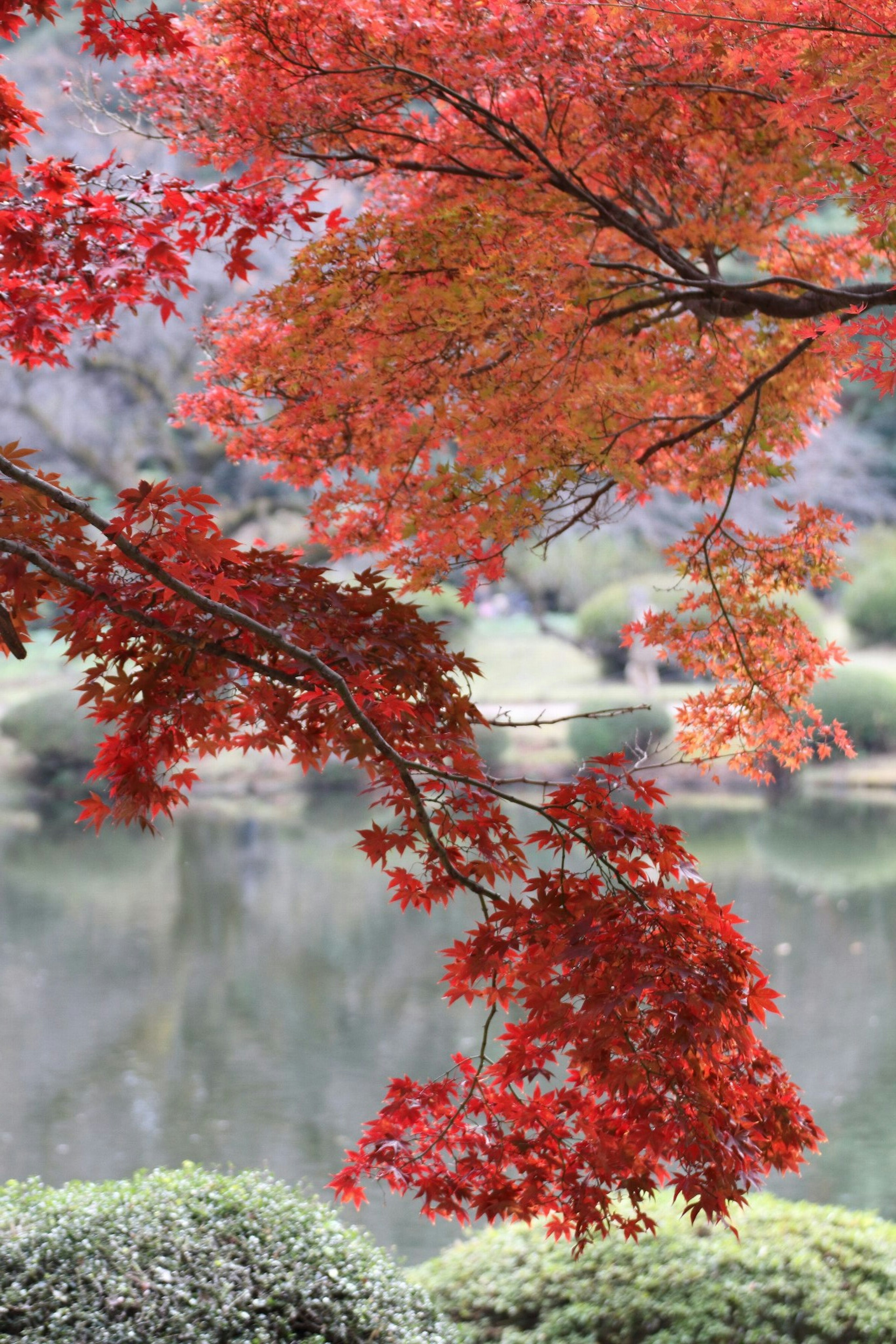 Schöne japanische Gartenlandschaft mit roten Blättern, die sich im Wasser spiegeln