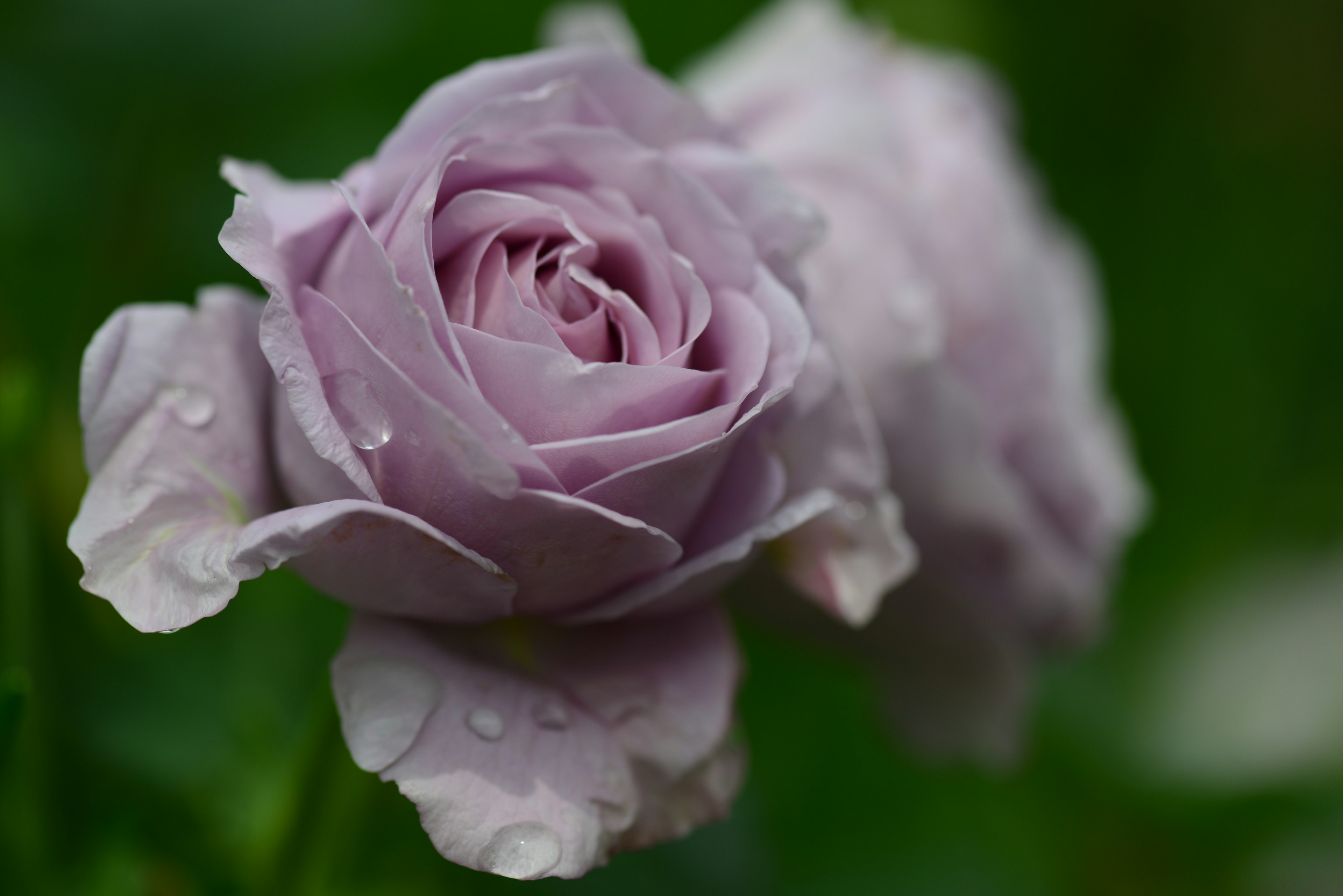 Hermosa rosa púrpura pálido con gotas de agua