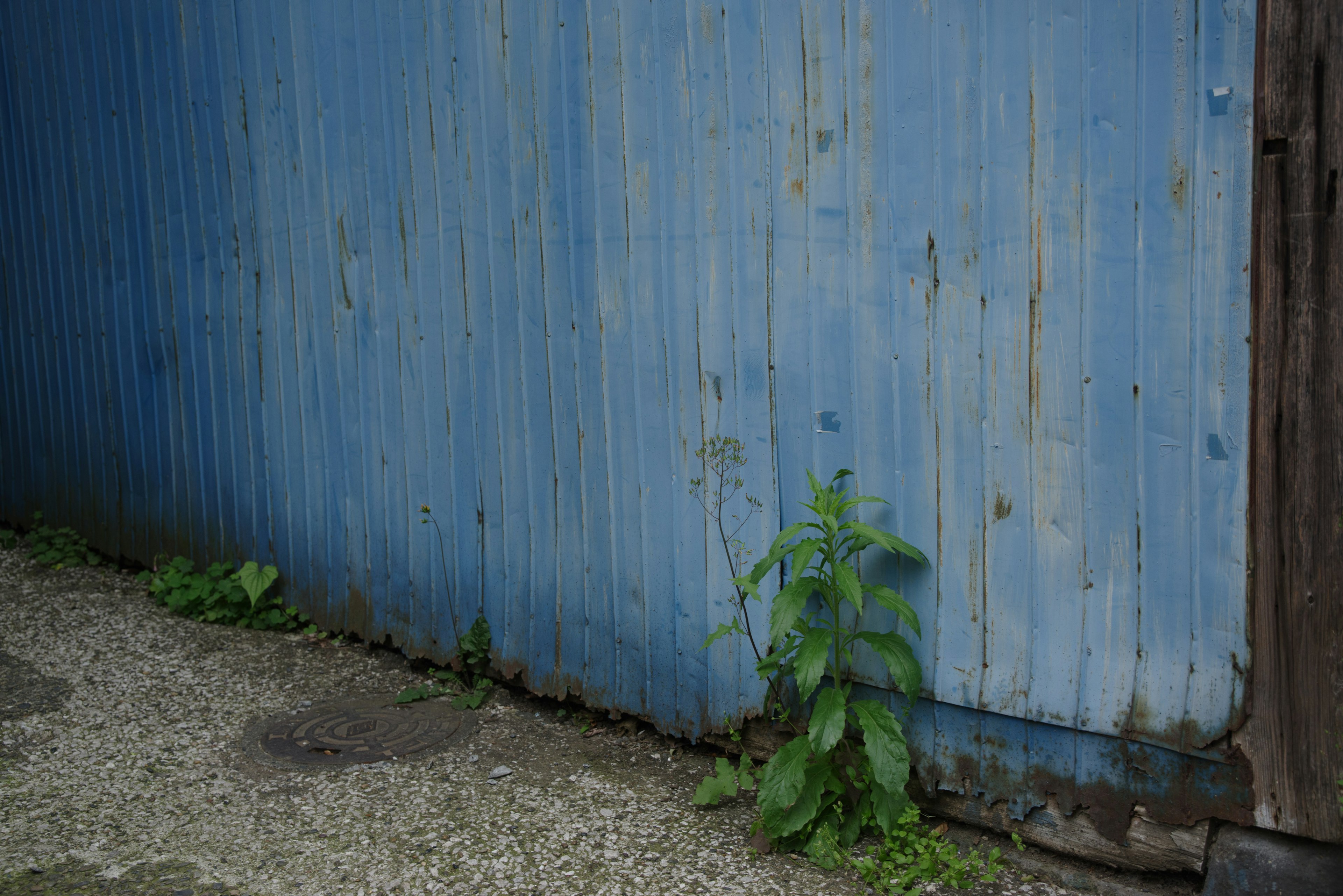 Pared de metal corrugado azul con planta verde creciendo en la base