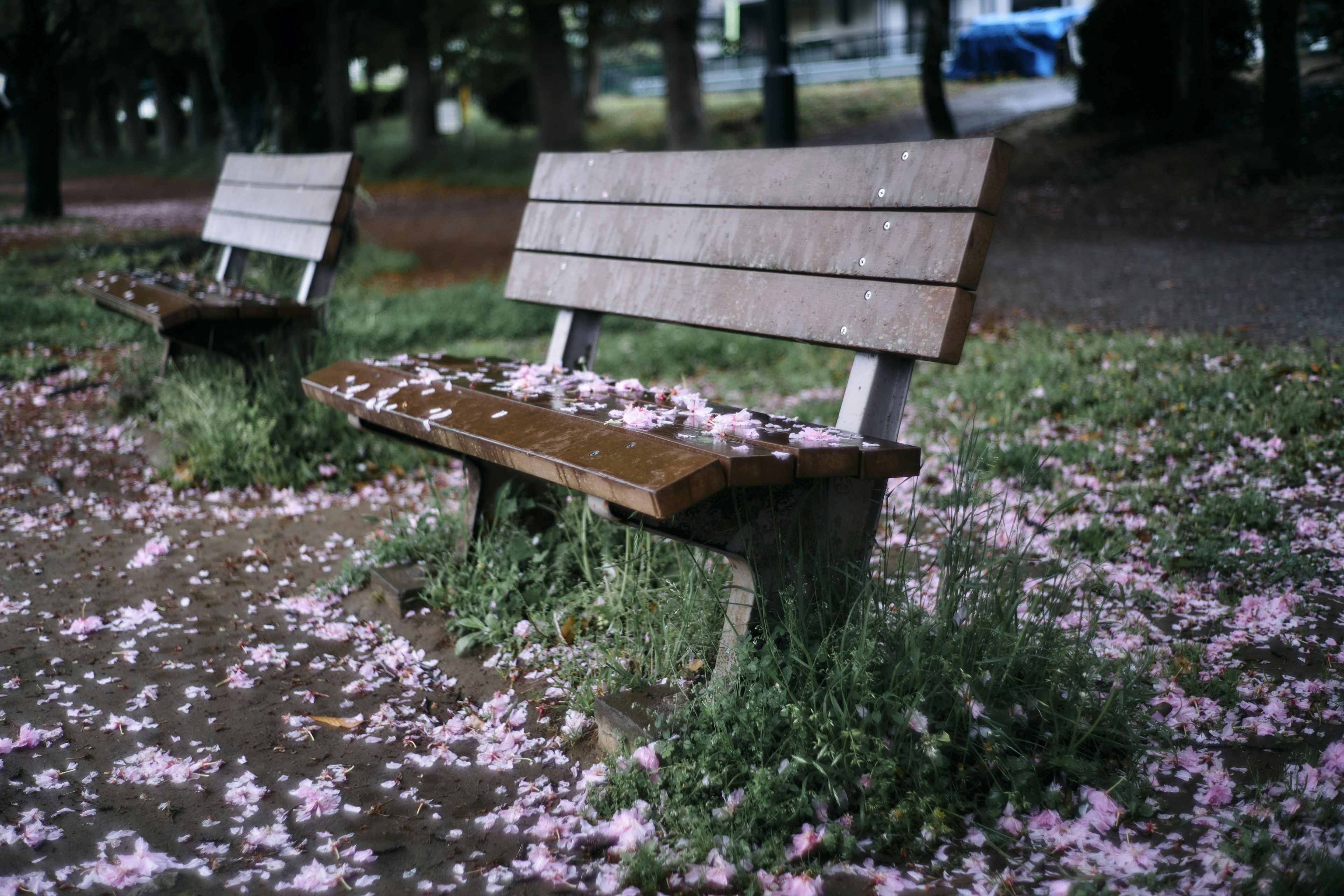 Park benches surrounded by scattered cherry blossom petals