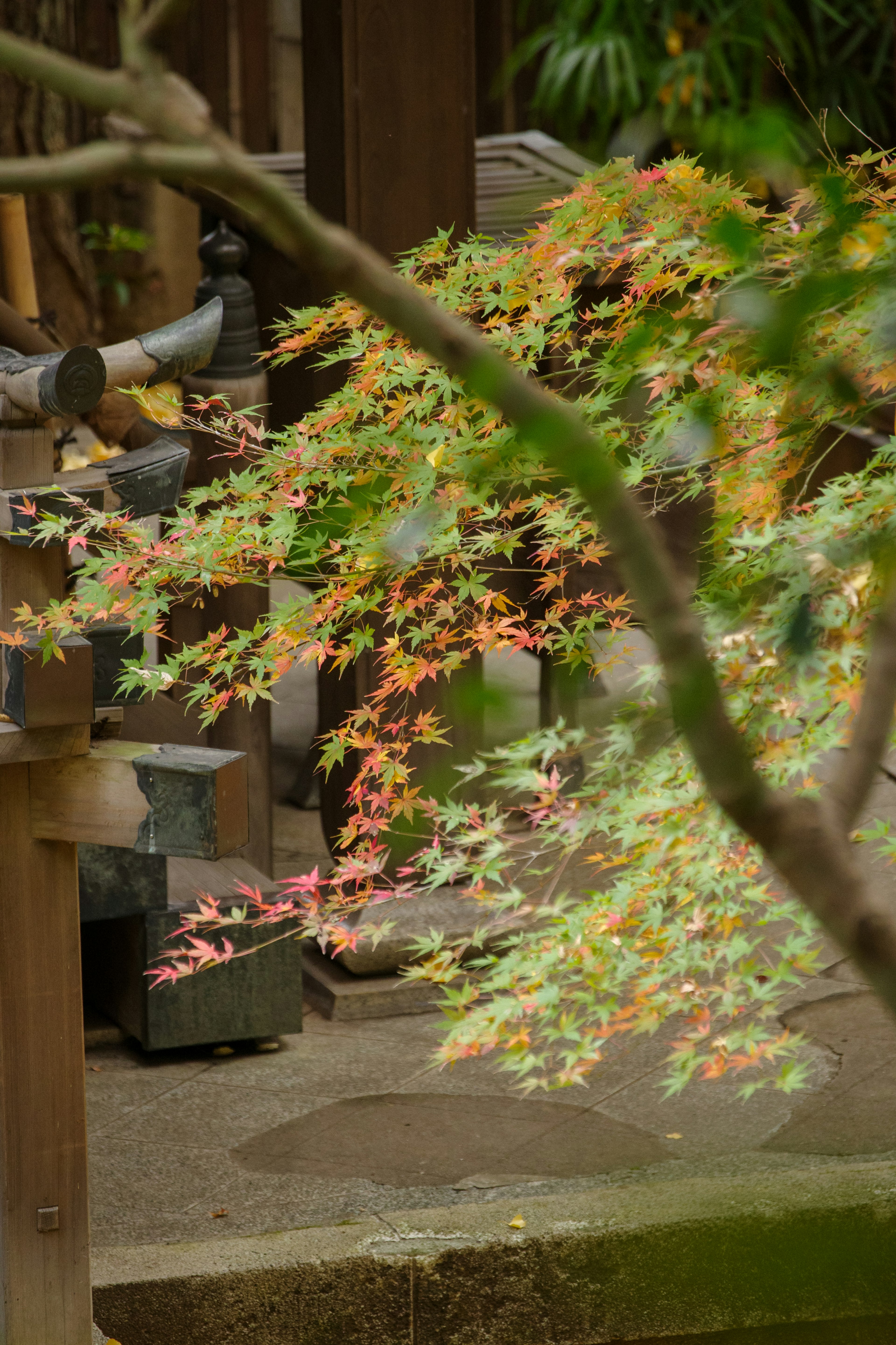 Daun berwarna di taman Jepang