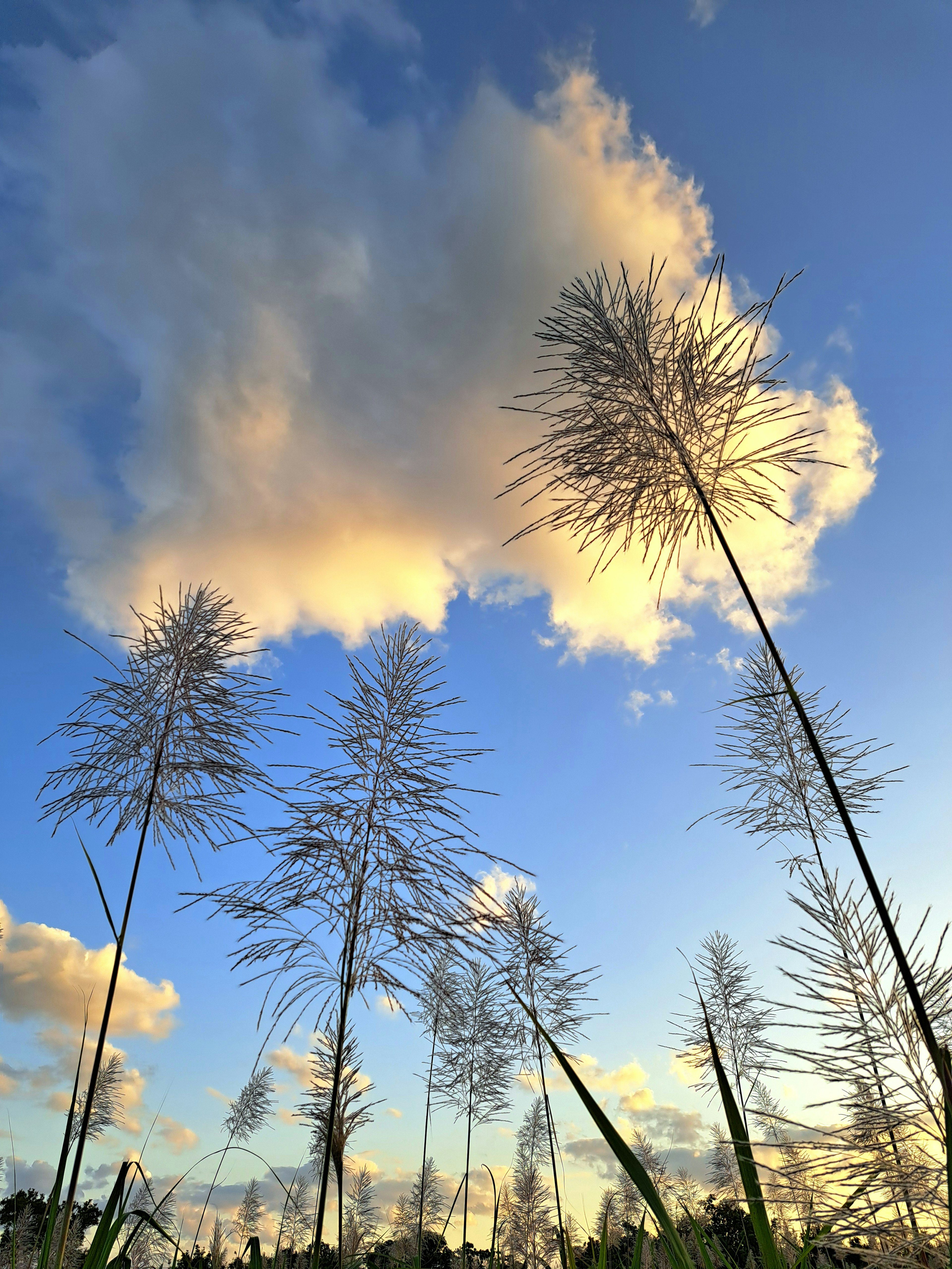 Silhouette d'herbe haute contre un ciel bleu avec des nuages