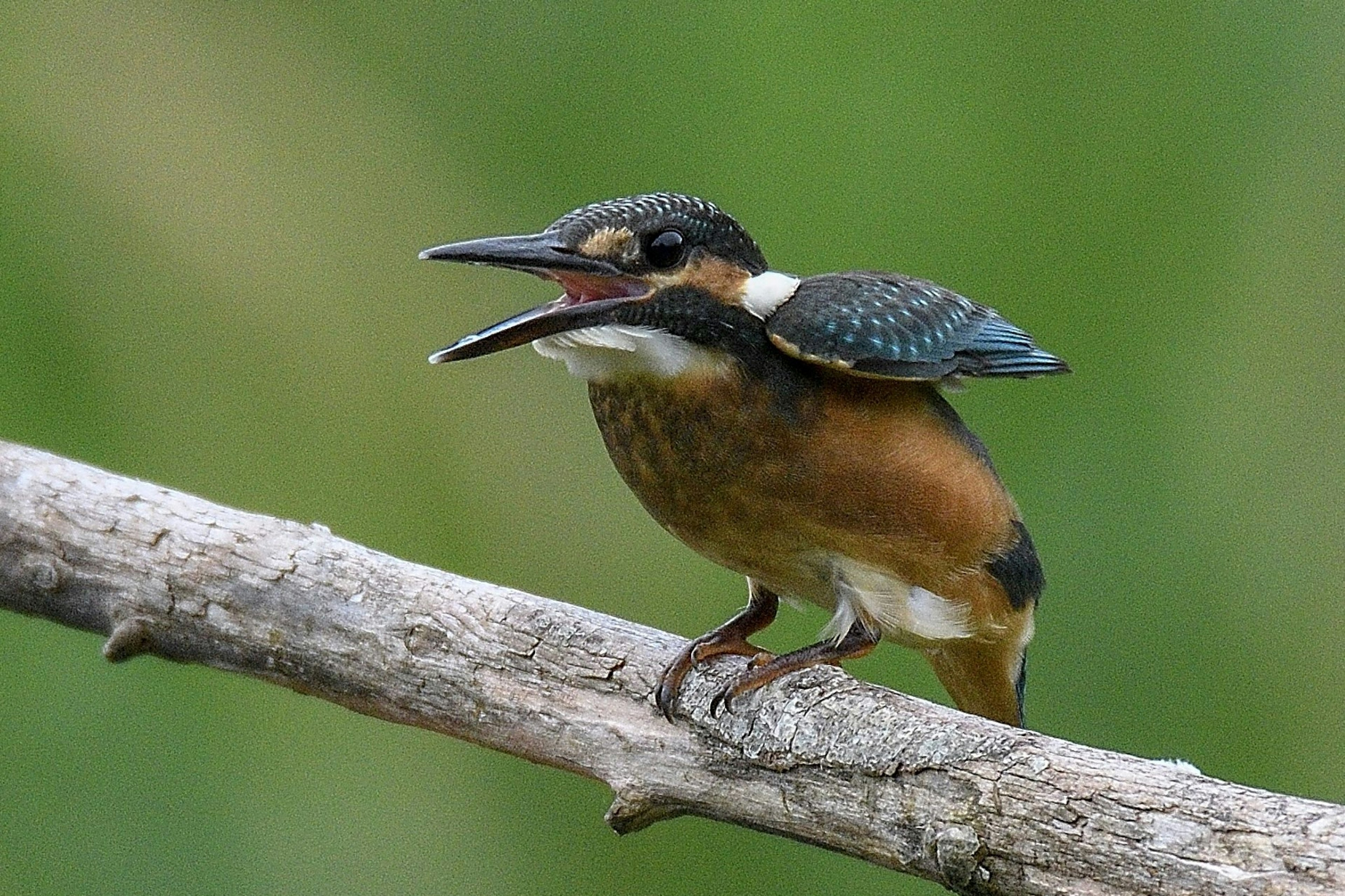 枝に止まるカワセミが鳴いている