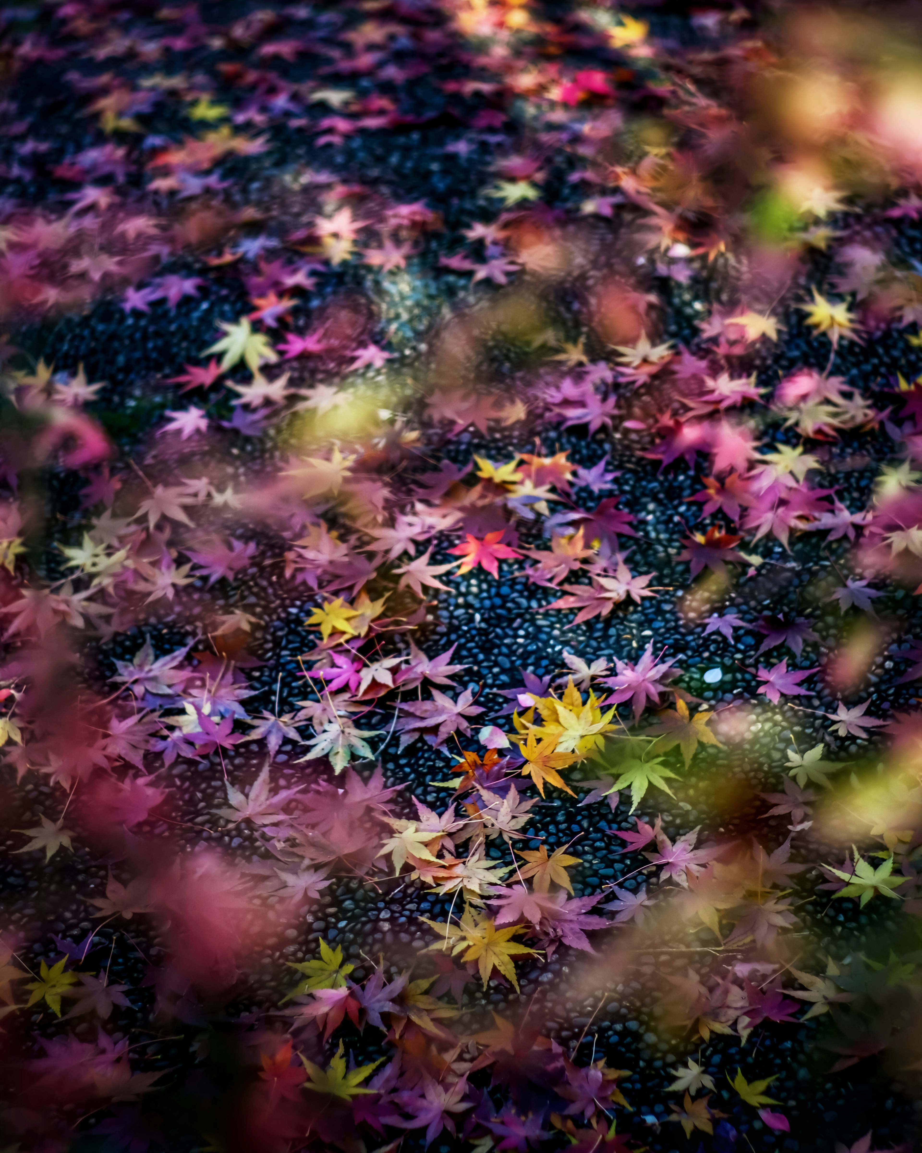 Colorful maple leaves scattered on the ground