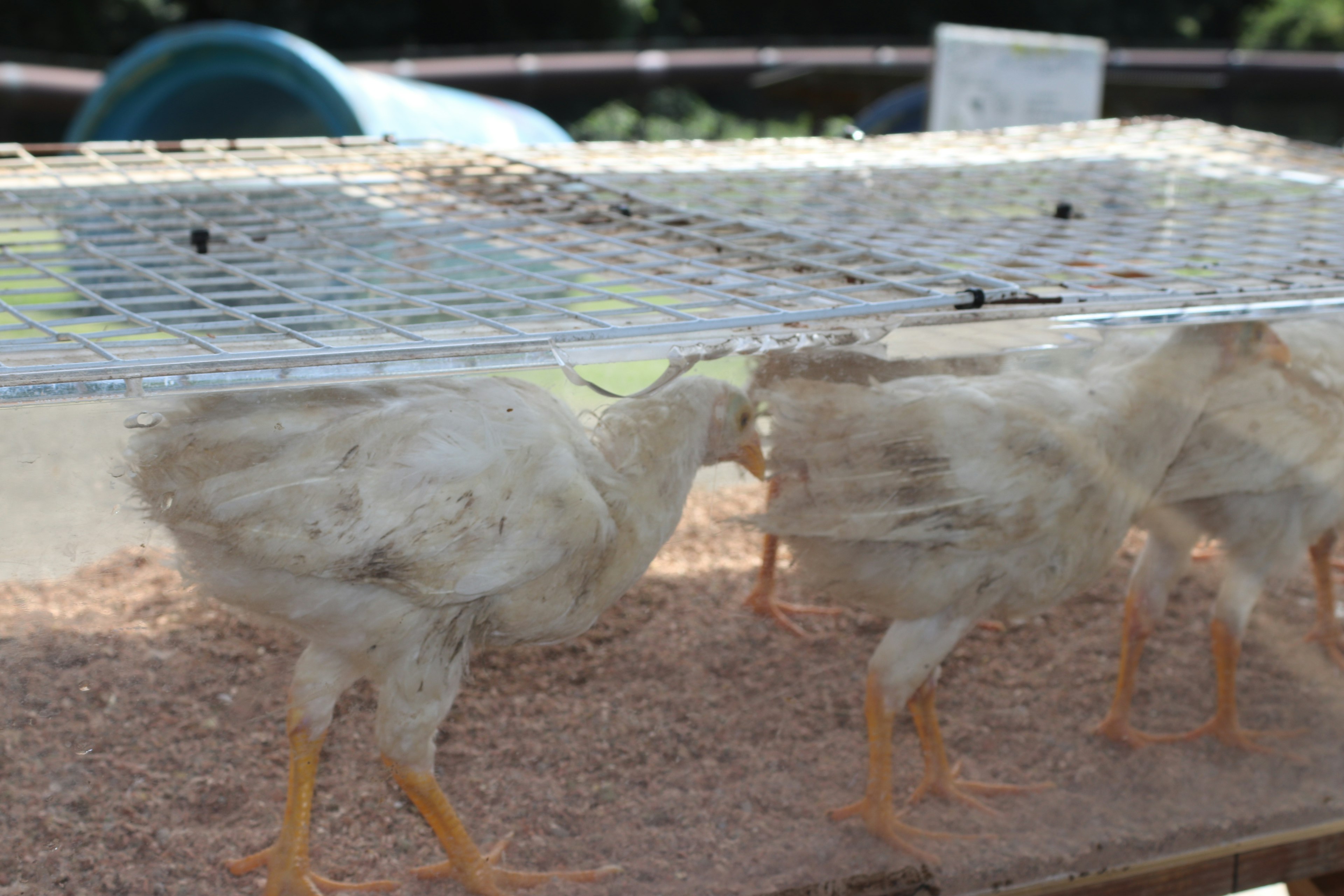 White chicks walking in a chicken coop covered with netting