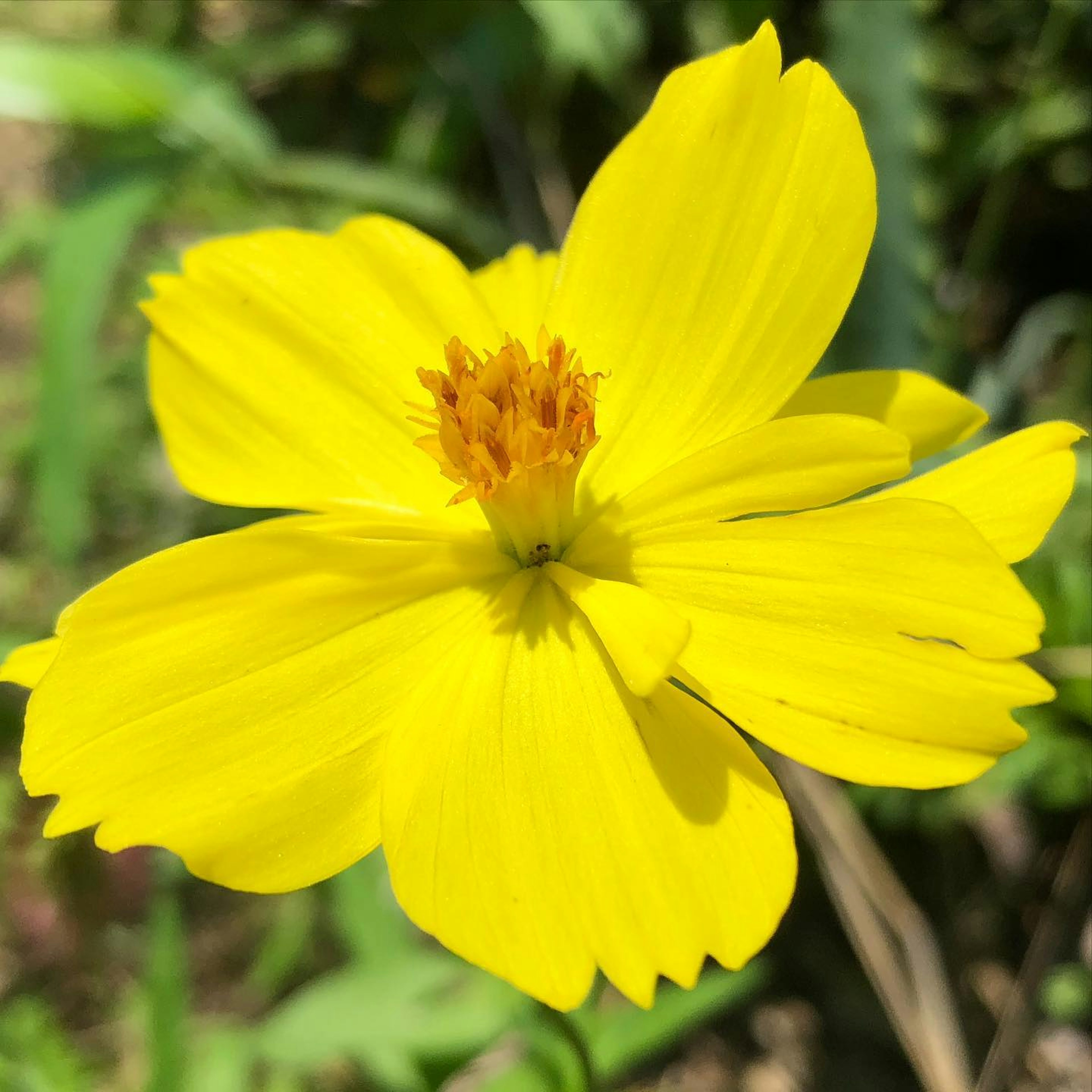 Leuchtende gelbe Blume mit sich ausbreitenden Blütenblättern und einer zentralen Gruppe orangefarbener Staubblätter