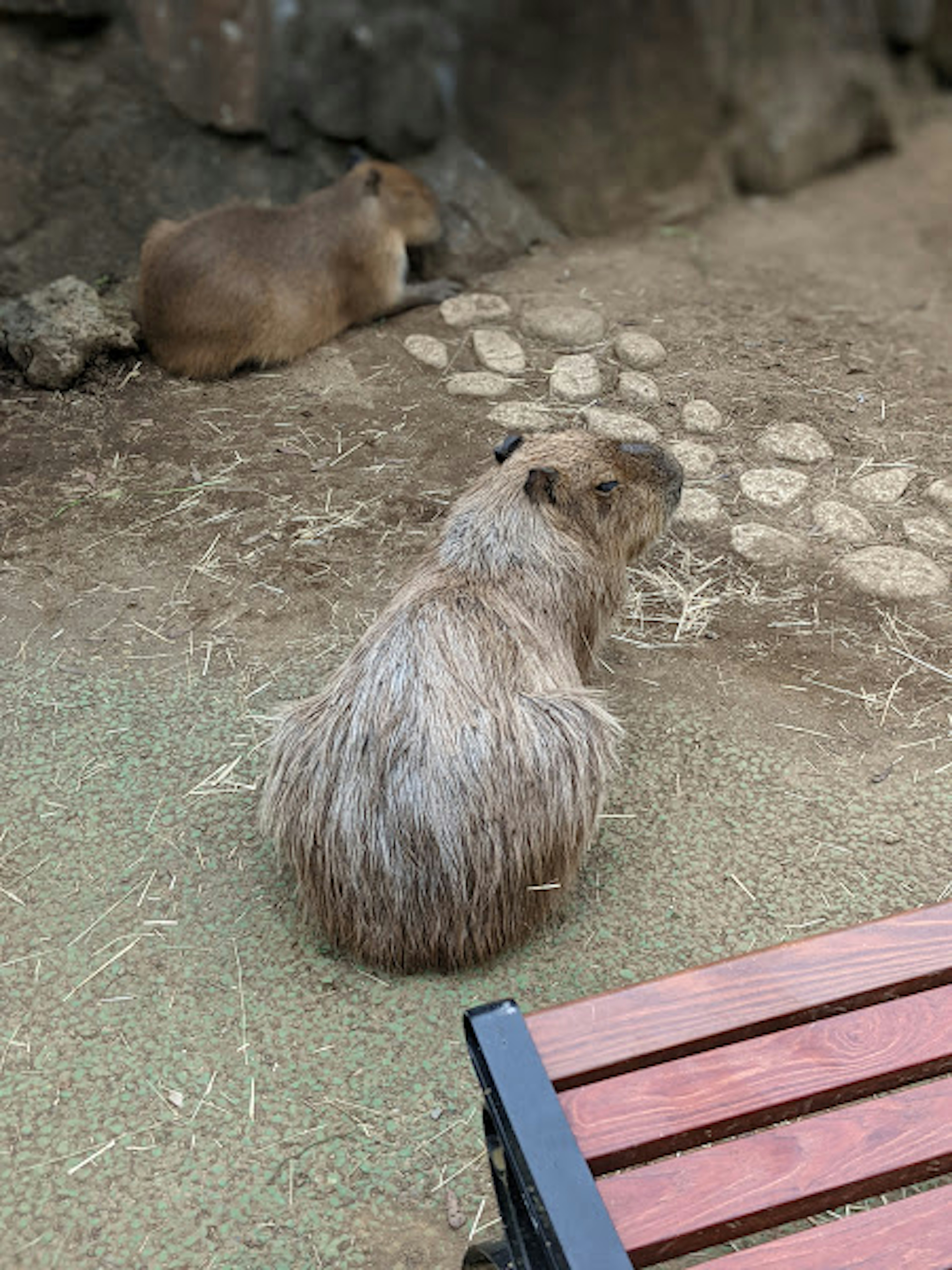 Due capibara che riposano in un ambiente naturale