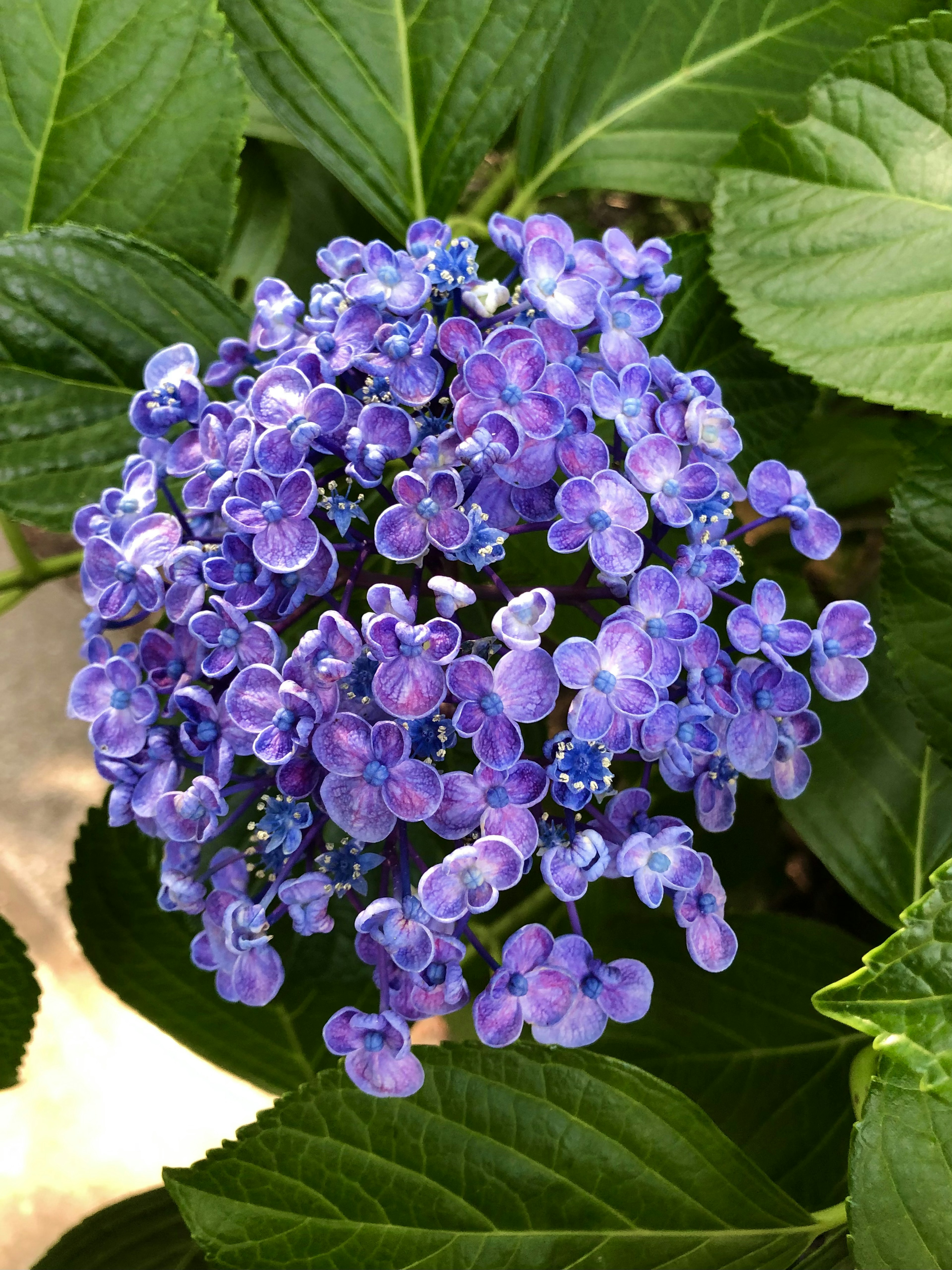 紫色の花が集まった美しい花束 緑の葉に囲まれている